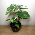 Syngonium Fantasy