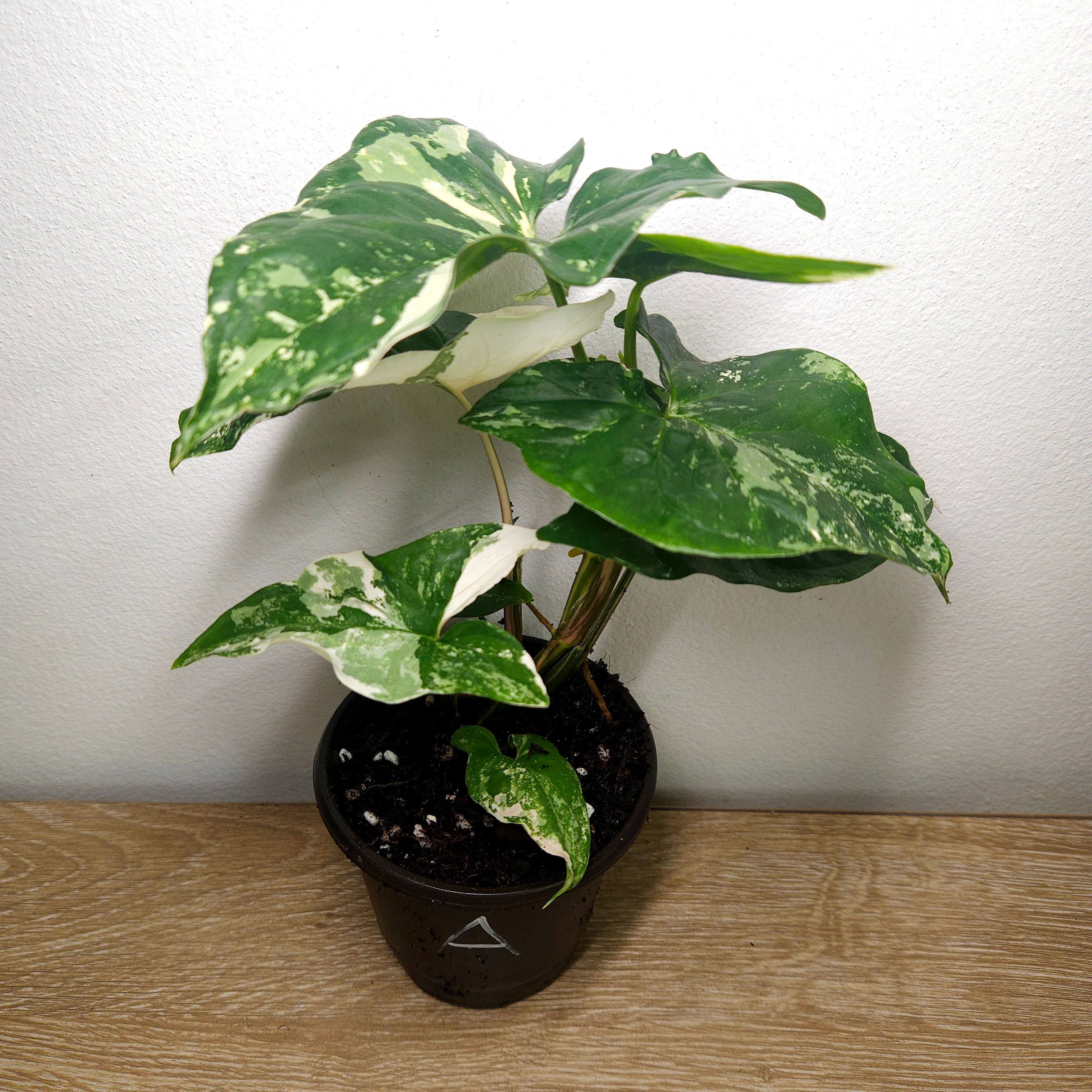 Syngonium Fantasy