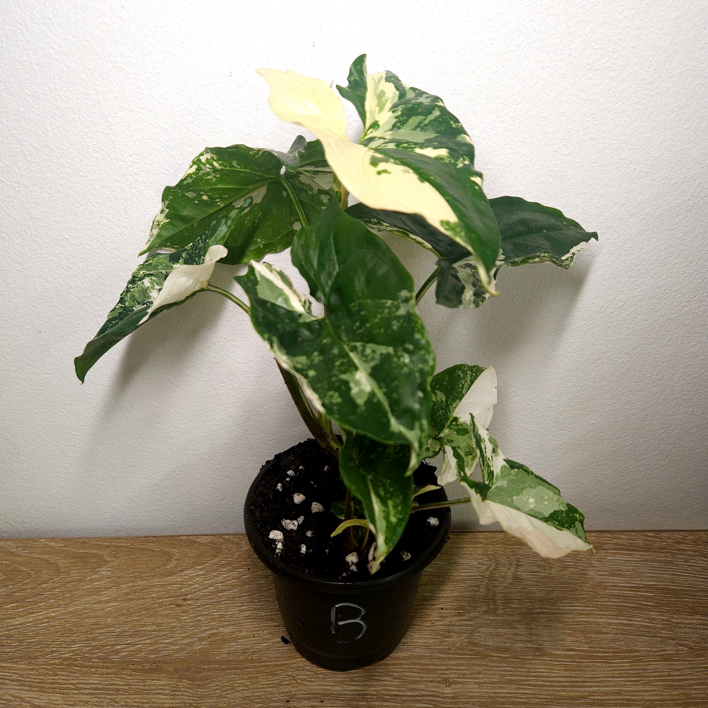 Syngonium Fantasy | Variegated climber