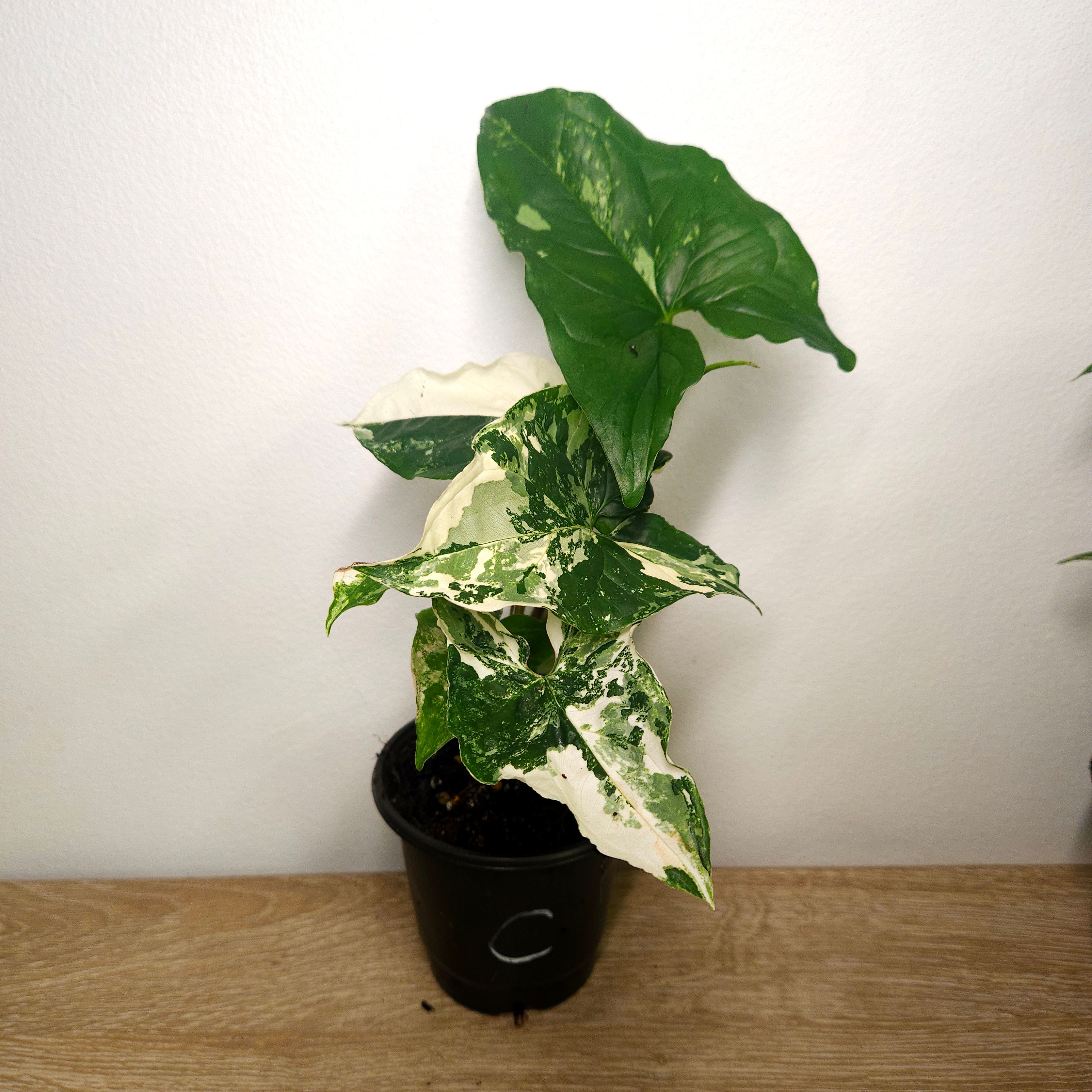 Syngonium Fantasy | Variegated climber