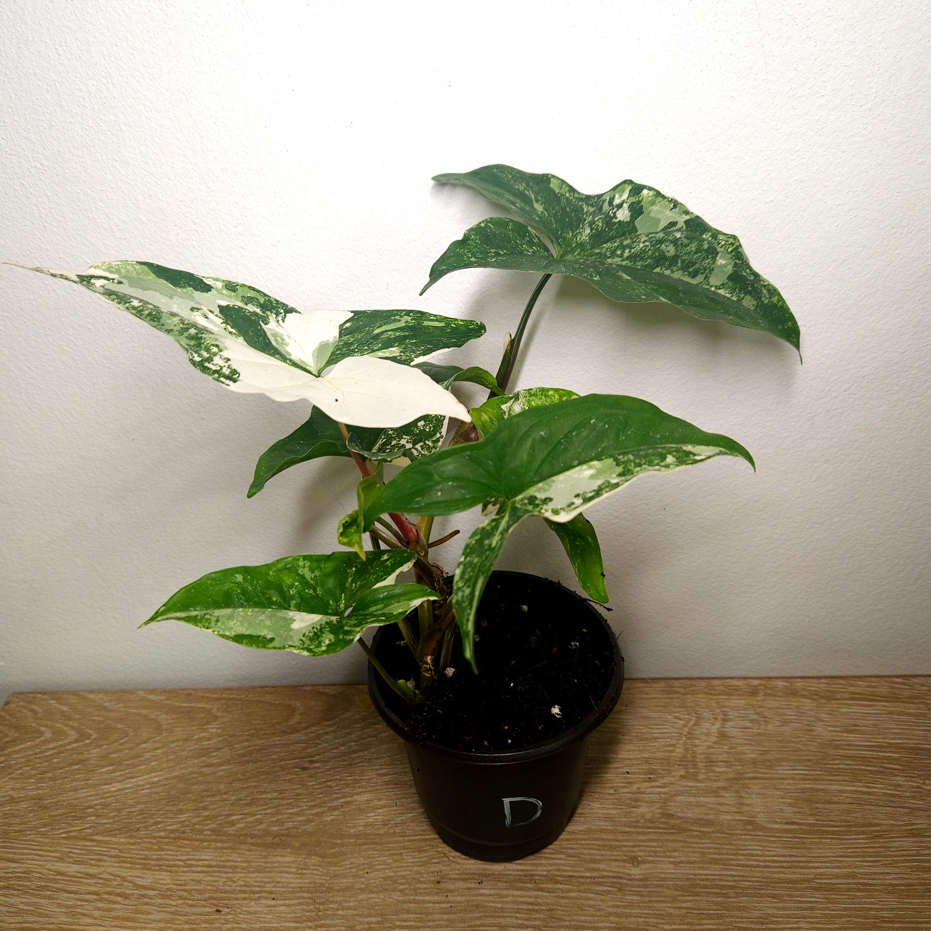 Syngonium Fantasy | Variegated climber