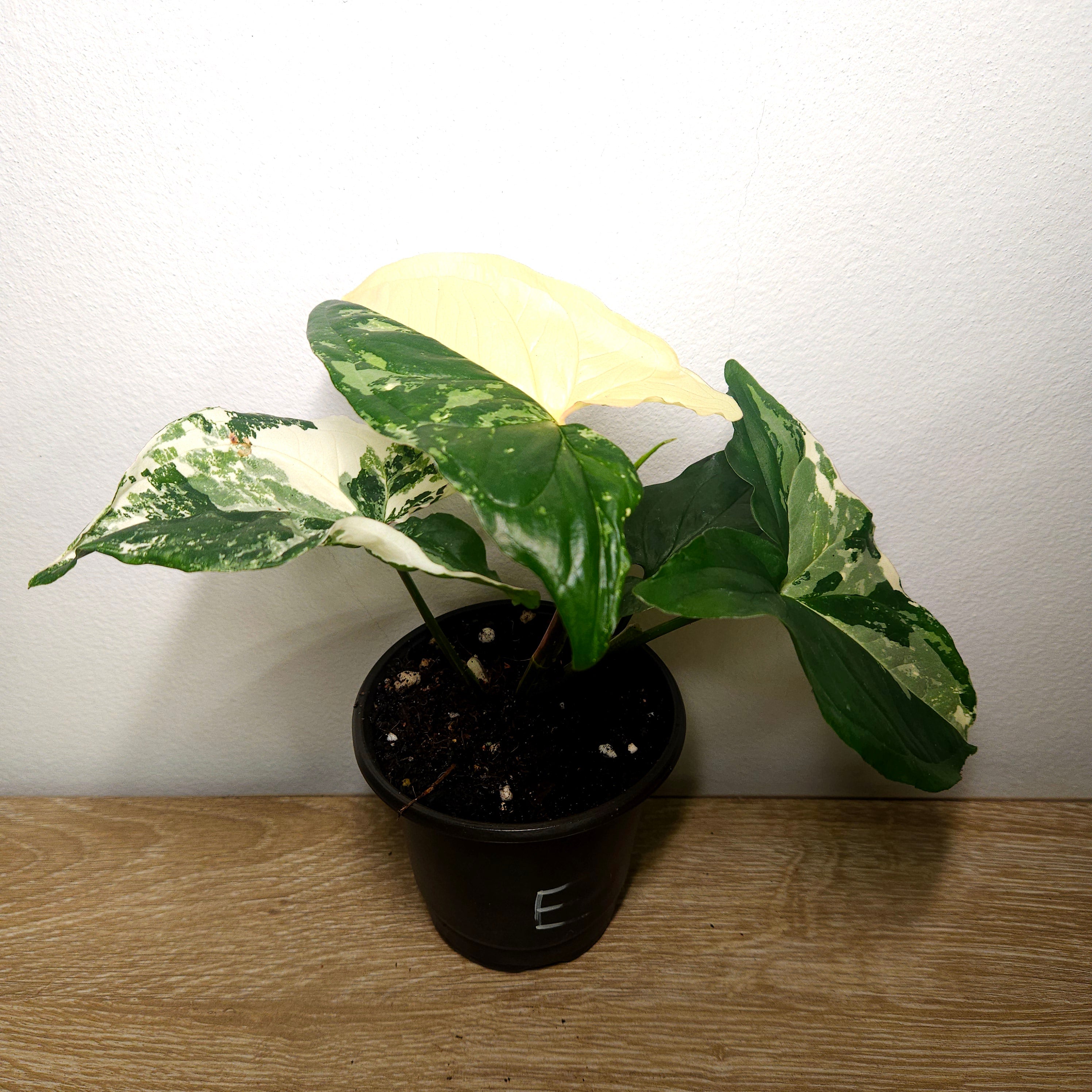 Syngonium Fantasy | Variegated climber