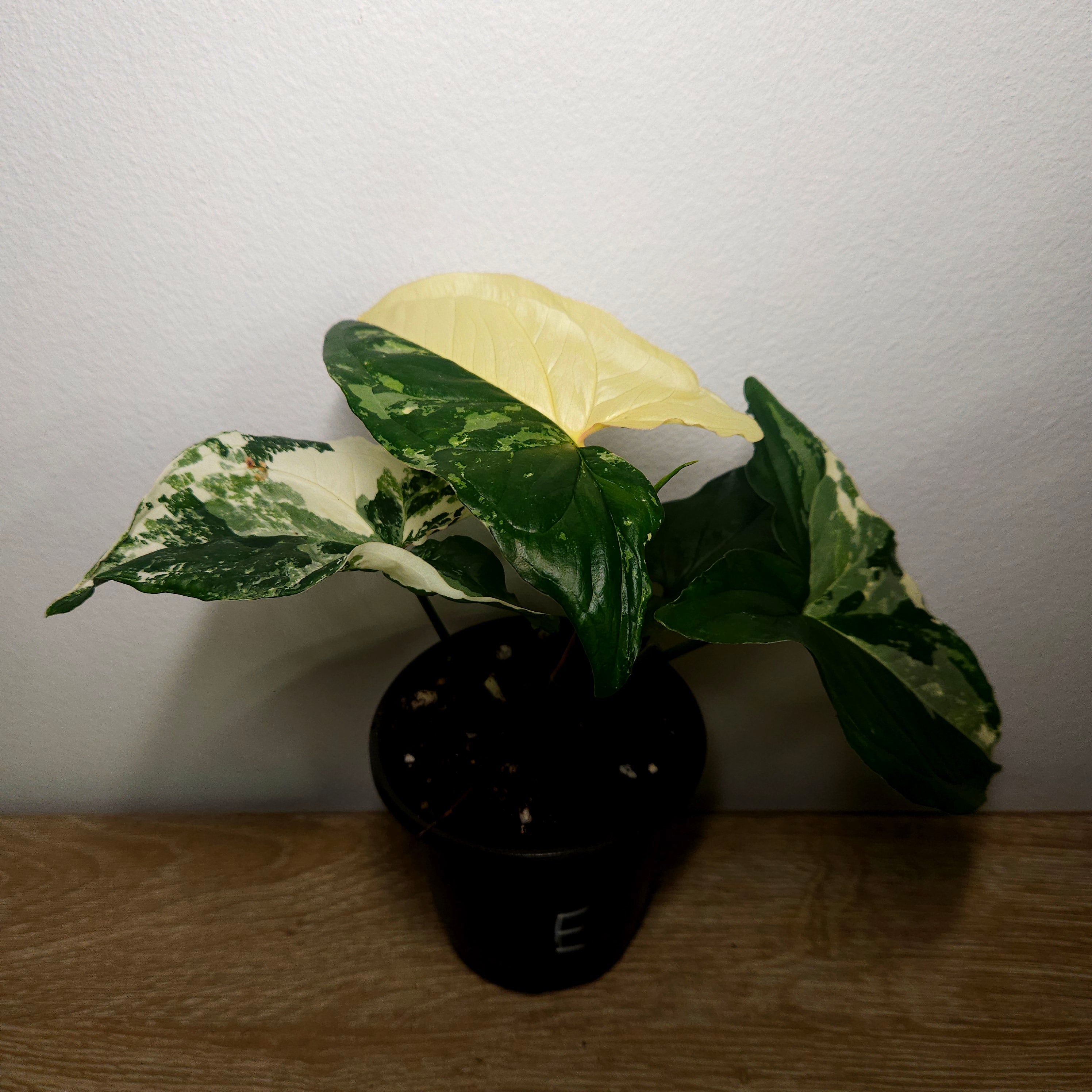 Syngonium Fantasy | Variegated climber