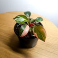 Philodendron 'Rojo Congo Variegated' – Rare Collector Aroid 1