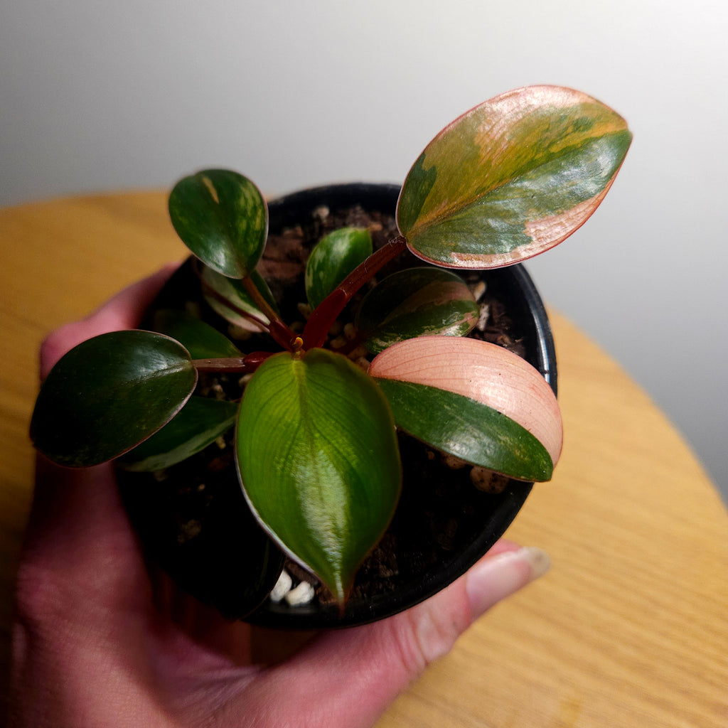Philodendron 'Rojo Congo Variegated' – Rare Collector Aroid 1