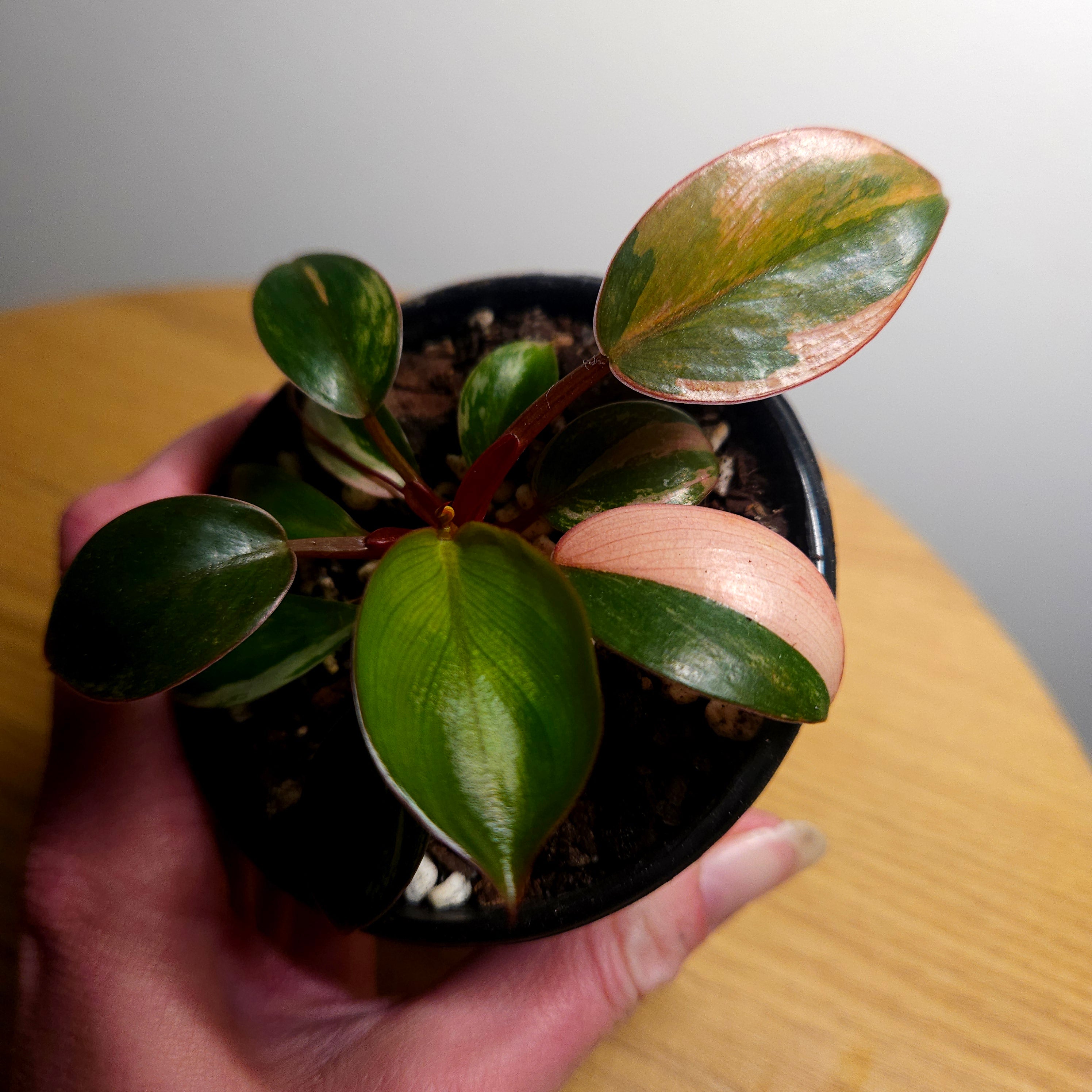Philodendron 'Rojo Congo Variegated' – Rare Collector Aroid 1