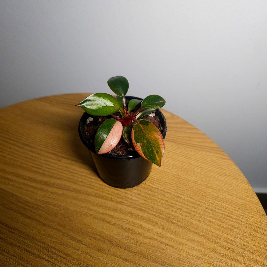 Philodendron 'Rojo Congo Variegated' – Rare Collector Aroid 1