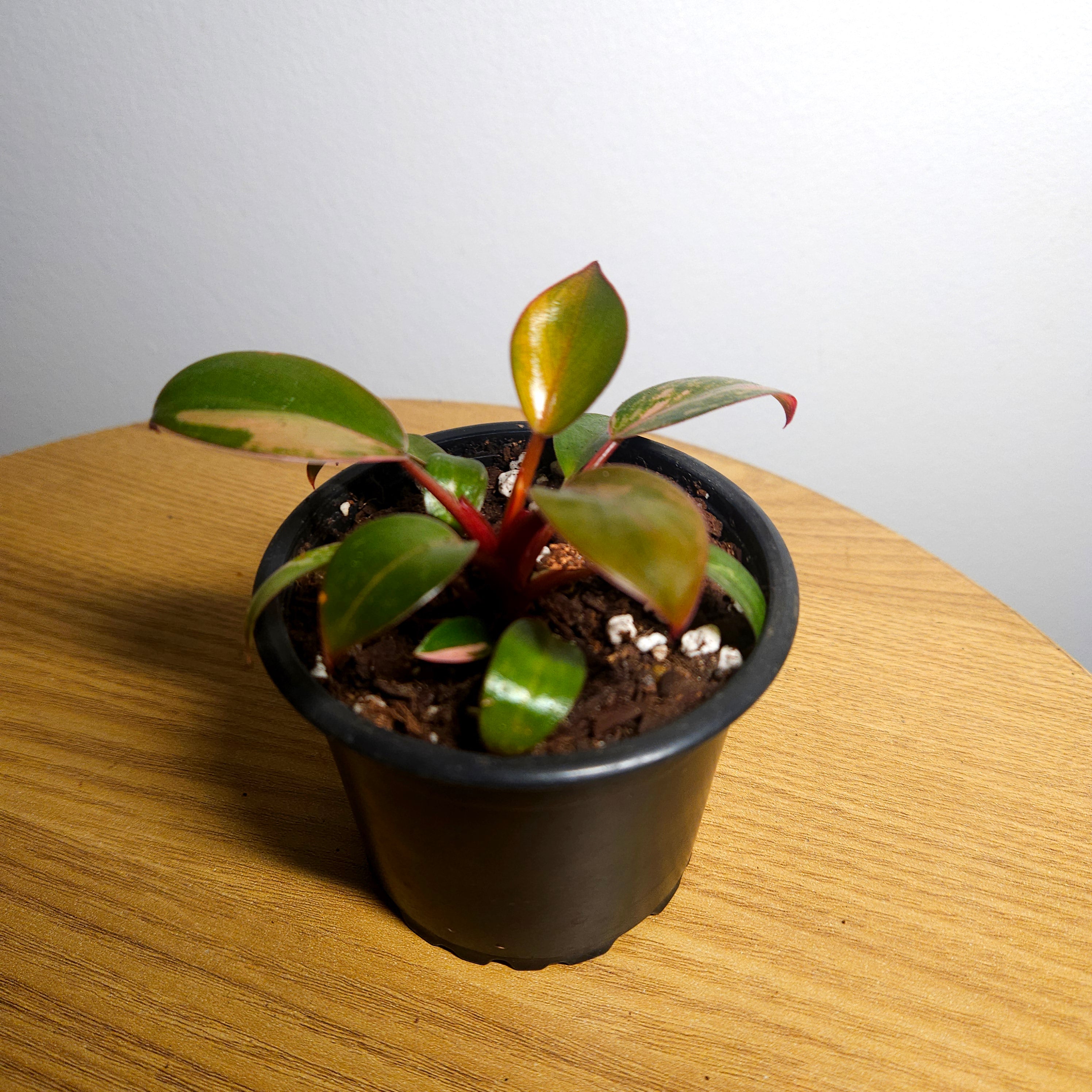 Philodendron 'Rojo Congo Variegated' – Rare Collector Aroid 2