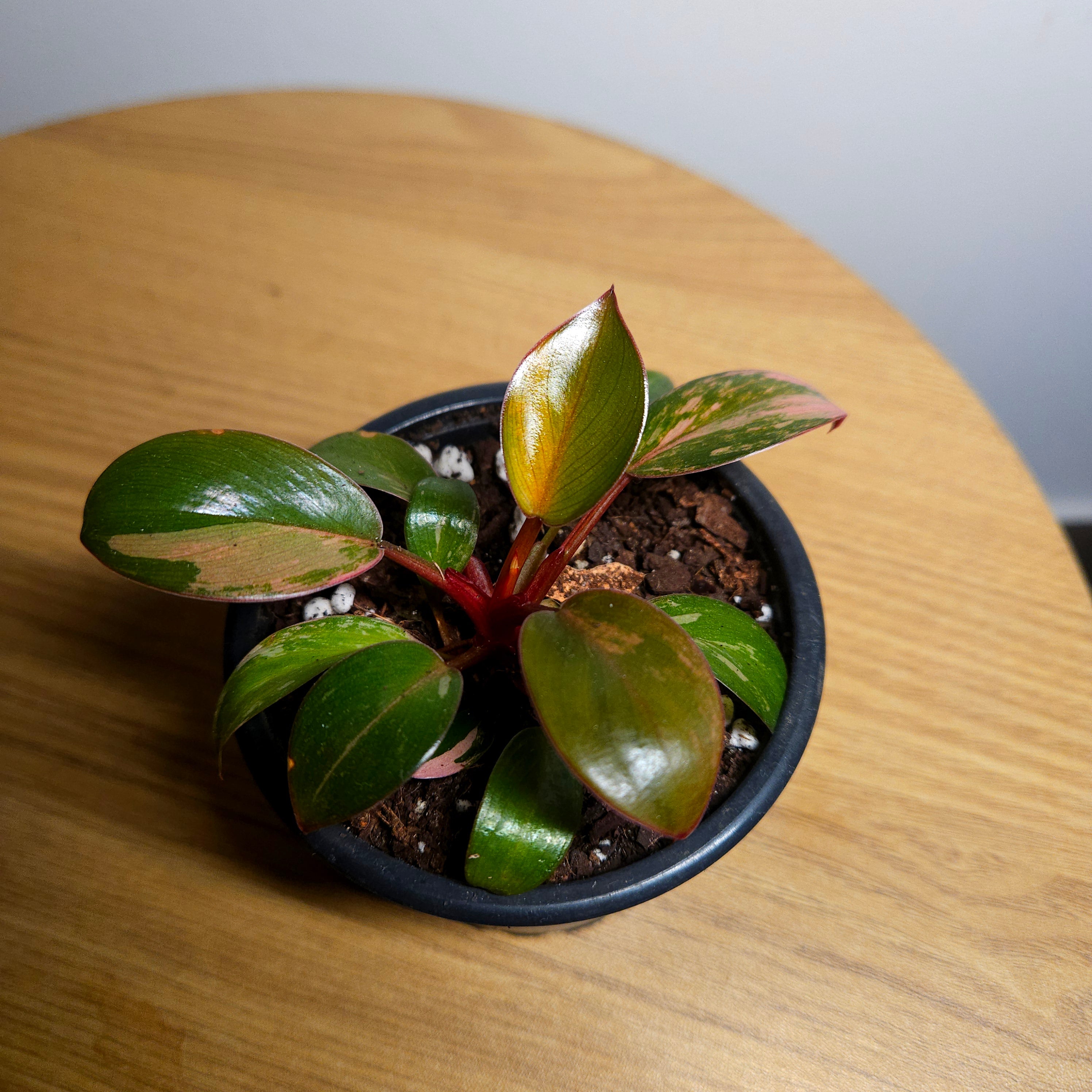 Philodendron 'Rojo Congo Variegated' – Rare Collector Aroid 2