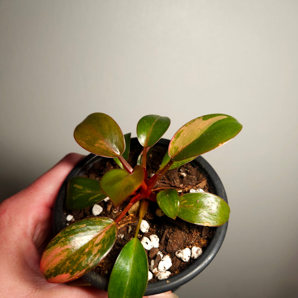 Philodendron 'Rojo Congo Variegated' – Rare Collector Aroid 2