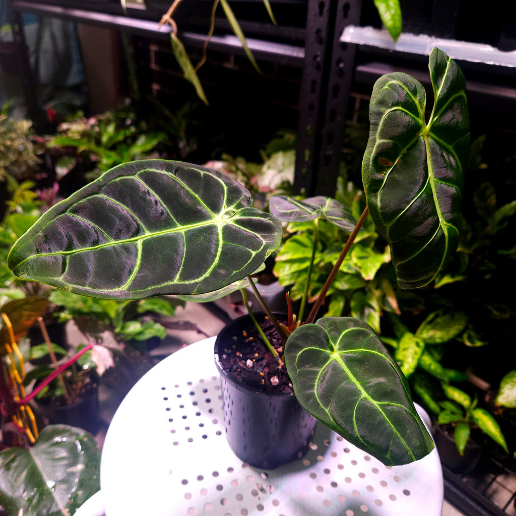 Anthurium Regale - Highly sought after!