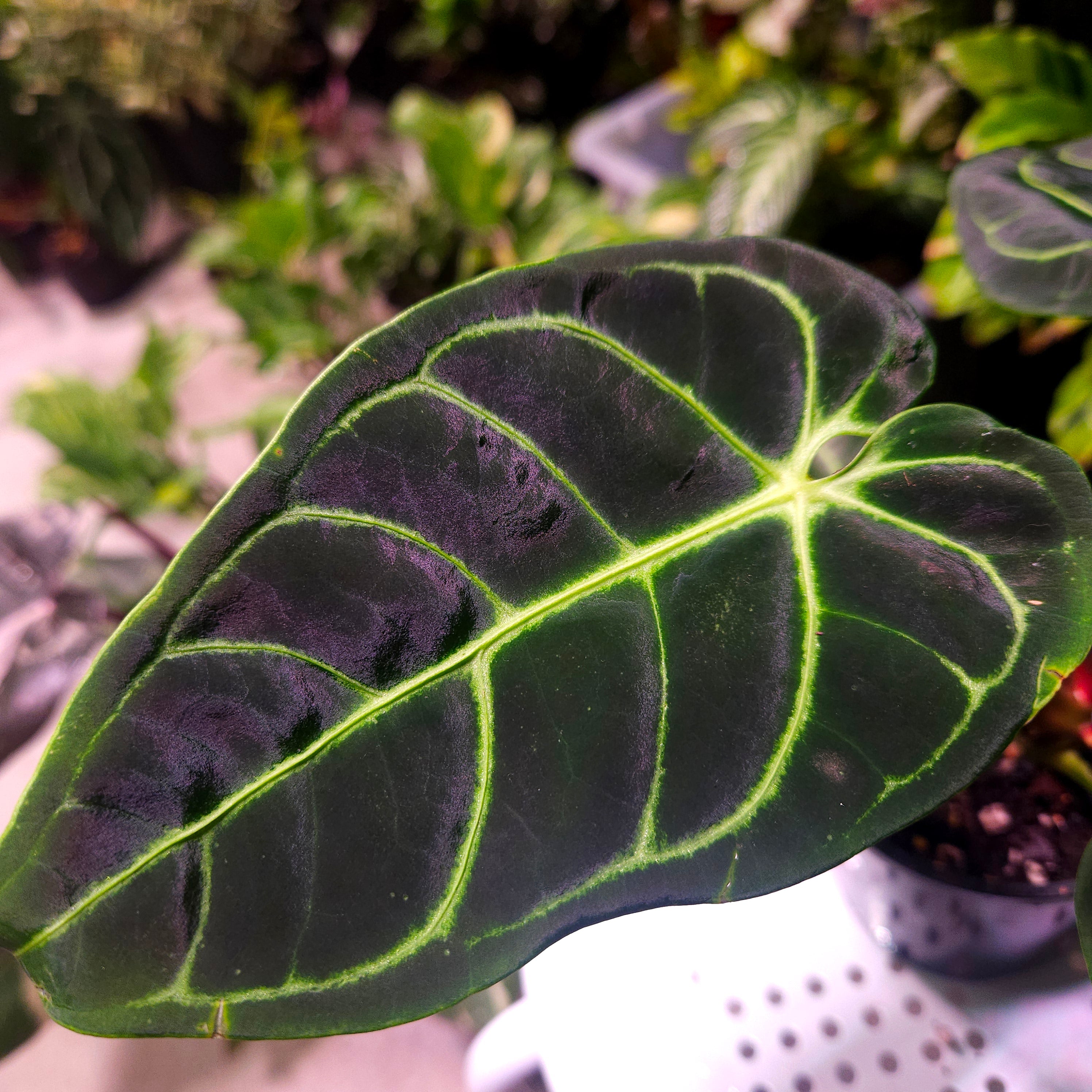 Anthurium Regale - Highly sought after!