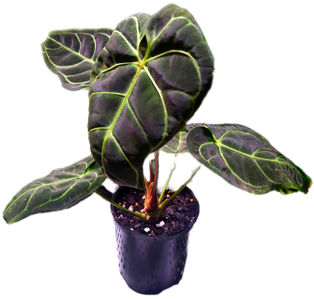 Anthurium Regale - Highly sought after!