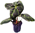 Anthurium Regale - Highly sought after!