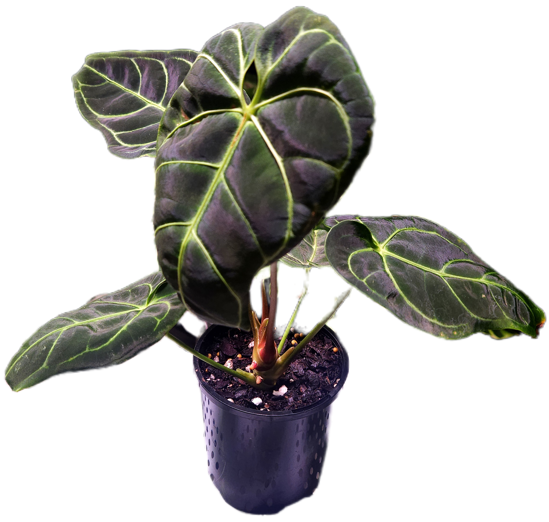 Anthurium Regale - Highly sought after!