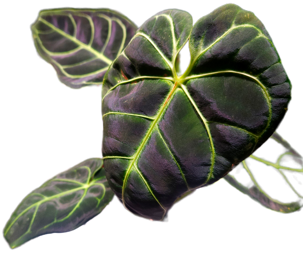Anthurium Regale - Highly sought after!