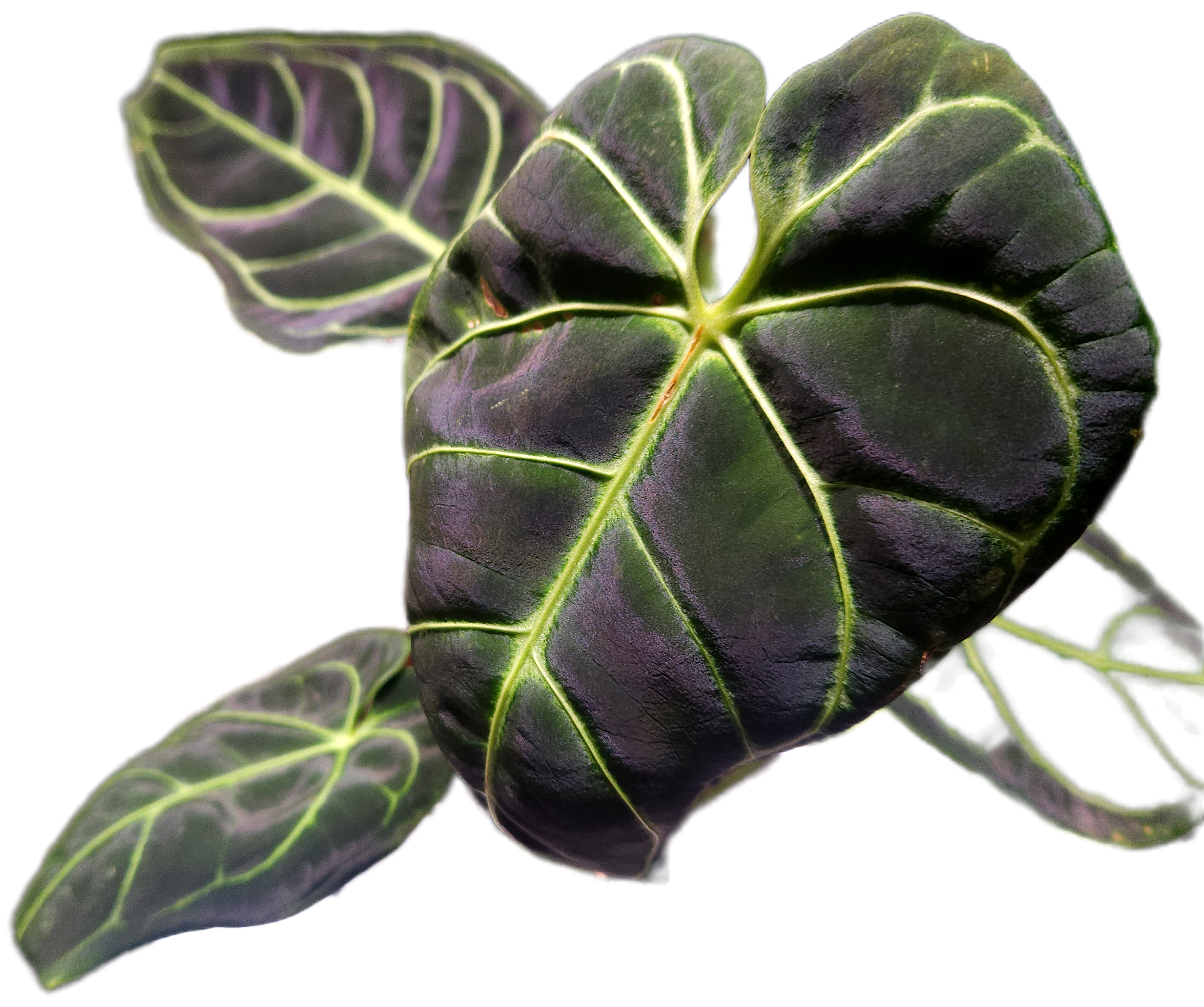 Anthurium Regale - Highly sought after!