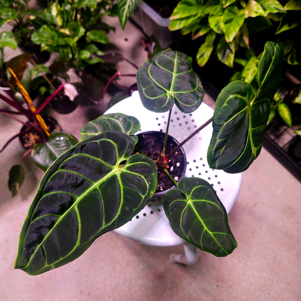 Anthurium Regale - Highly sought after!