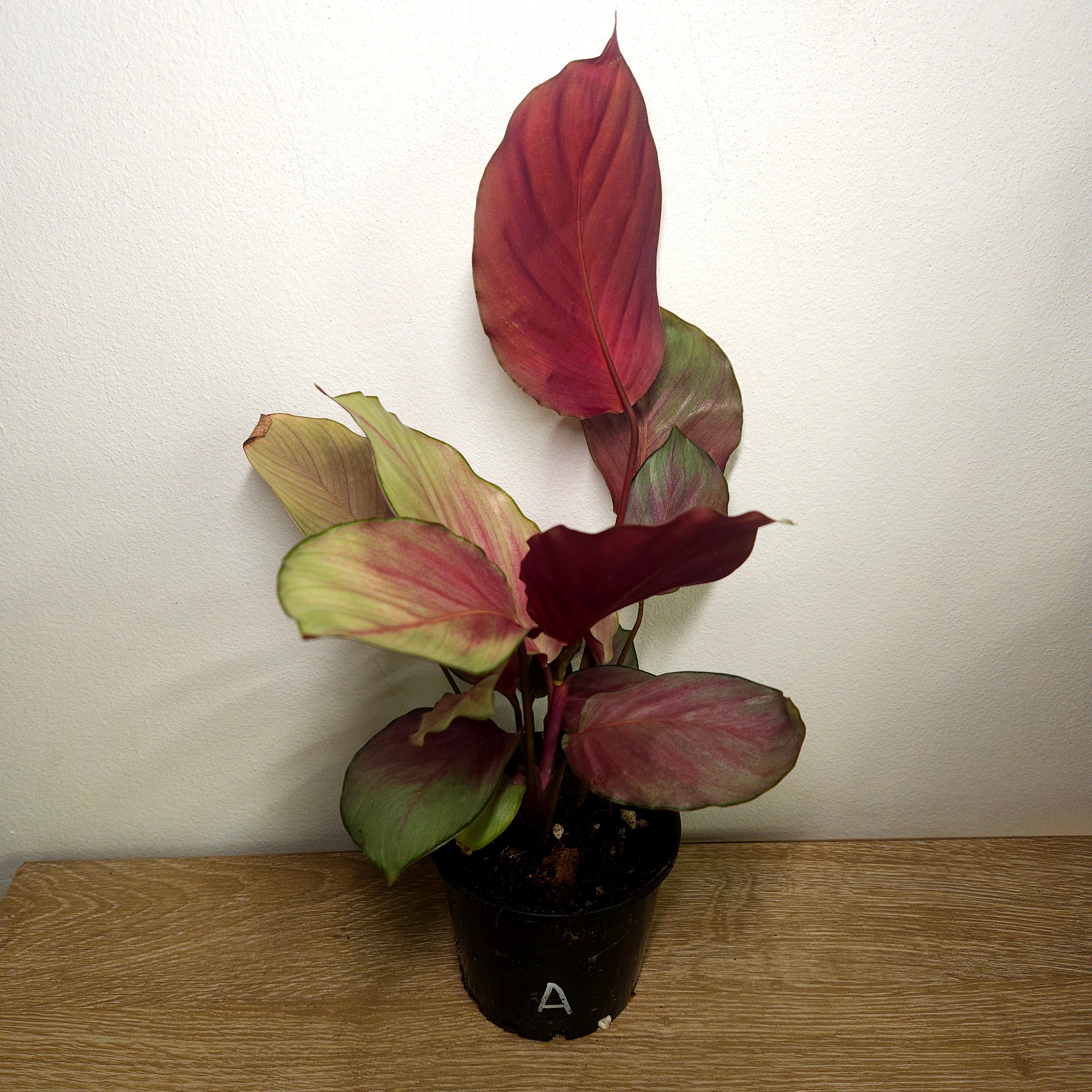 Calathea Silver Plate