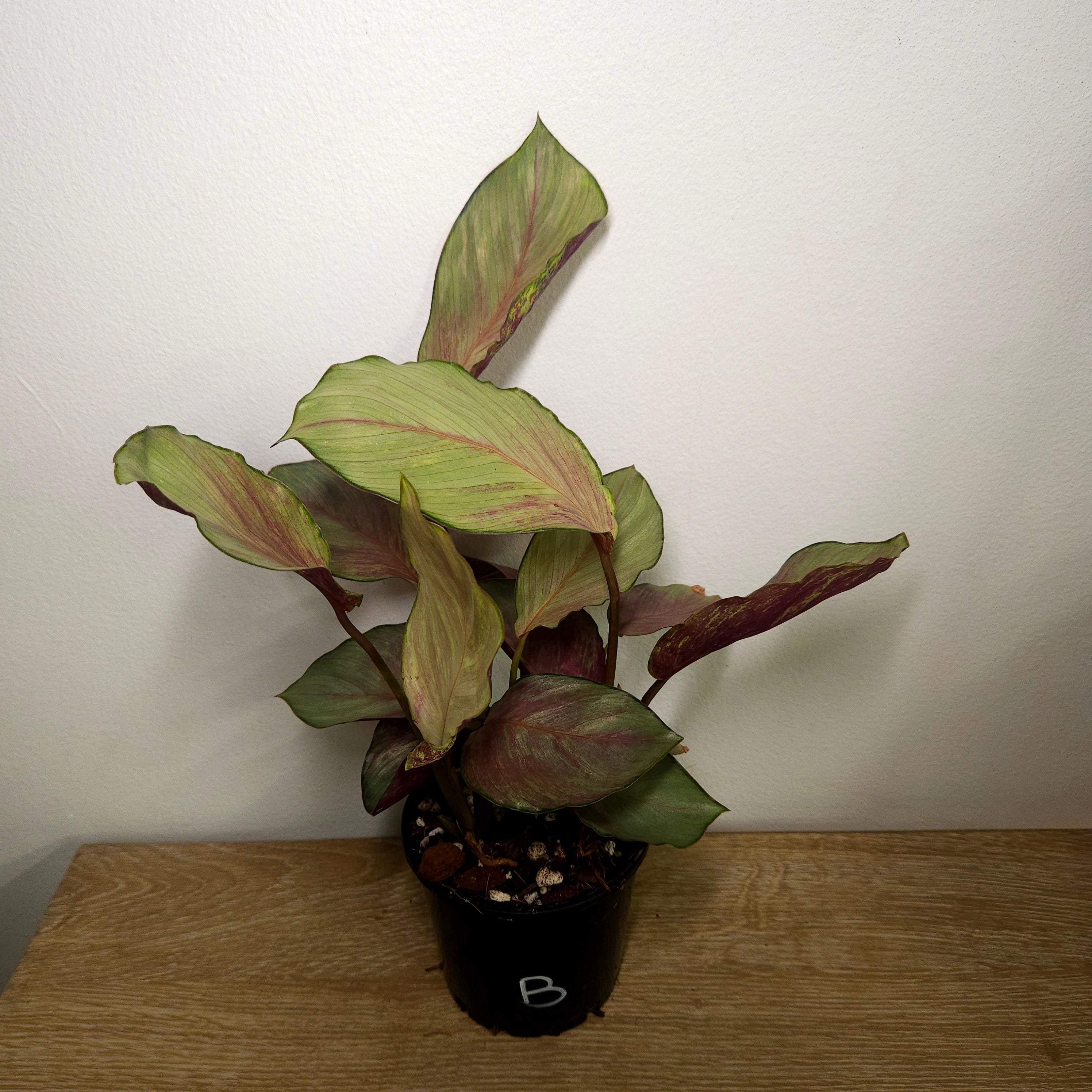 Calathea | Silver Plate