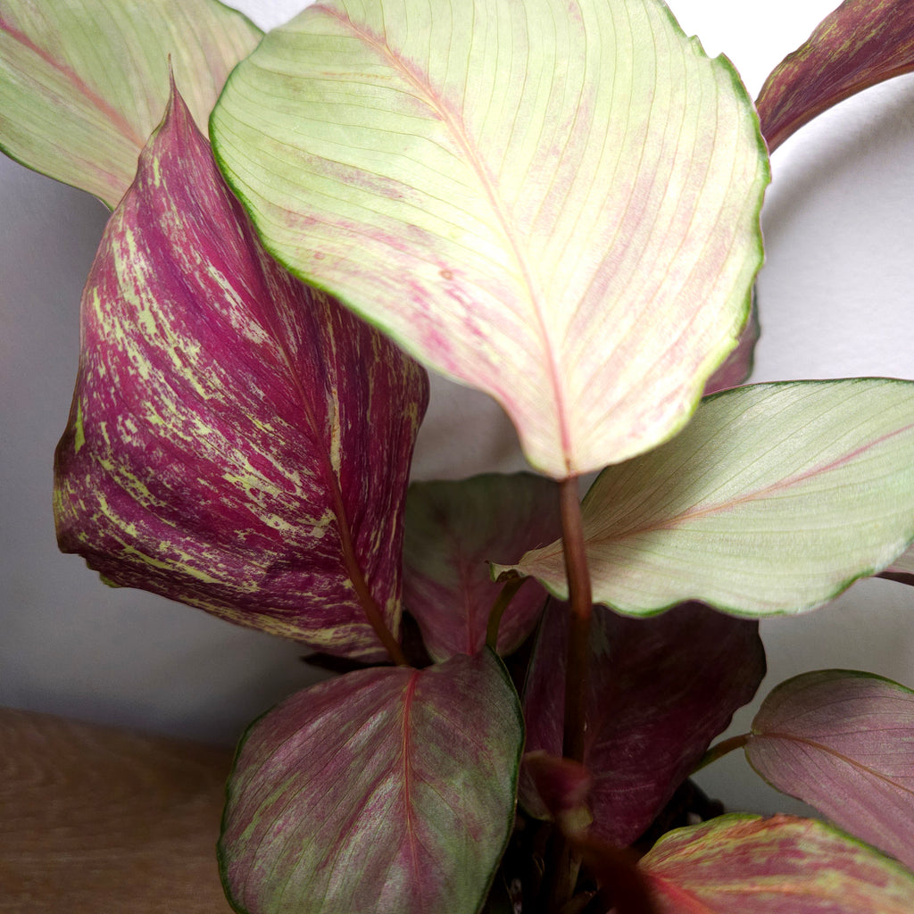 Calathea Silver Plate