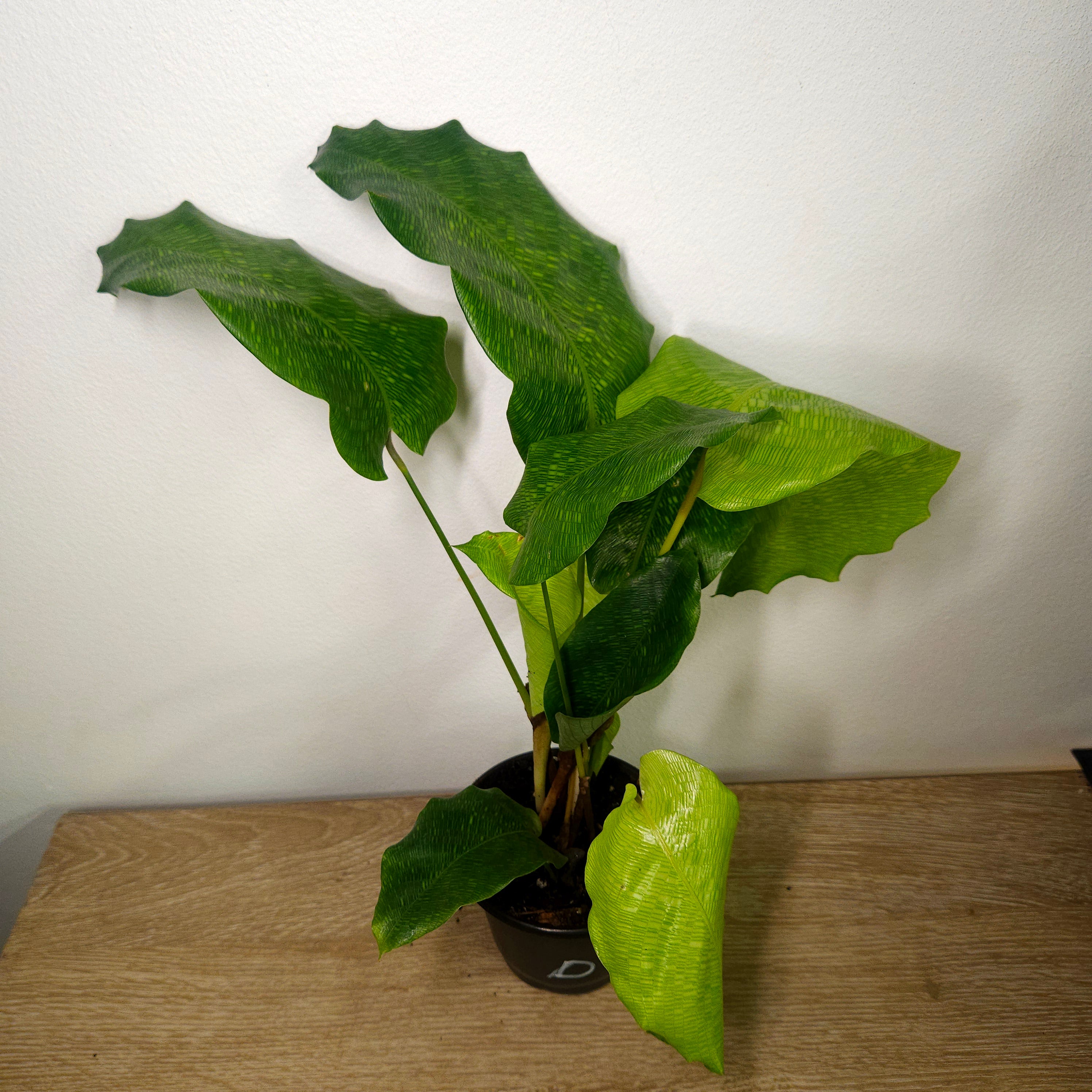 Calathea musaica | Rare Mosaic Foliage Indoor Plant