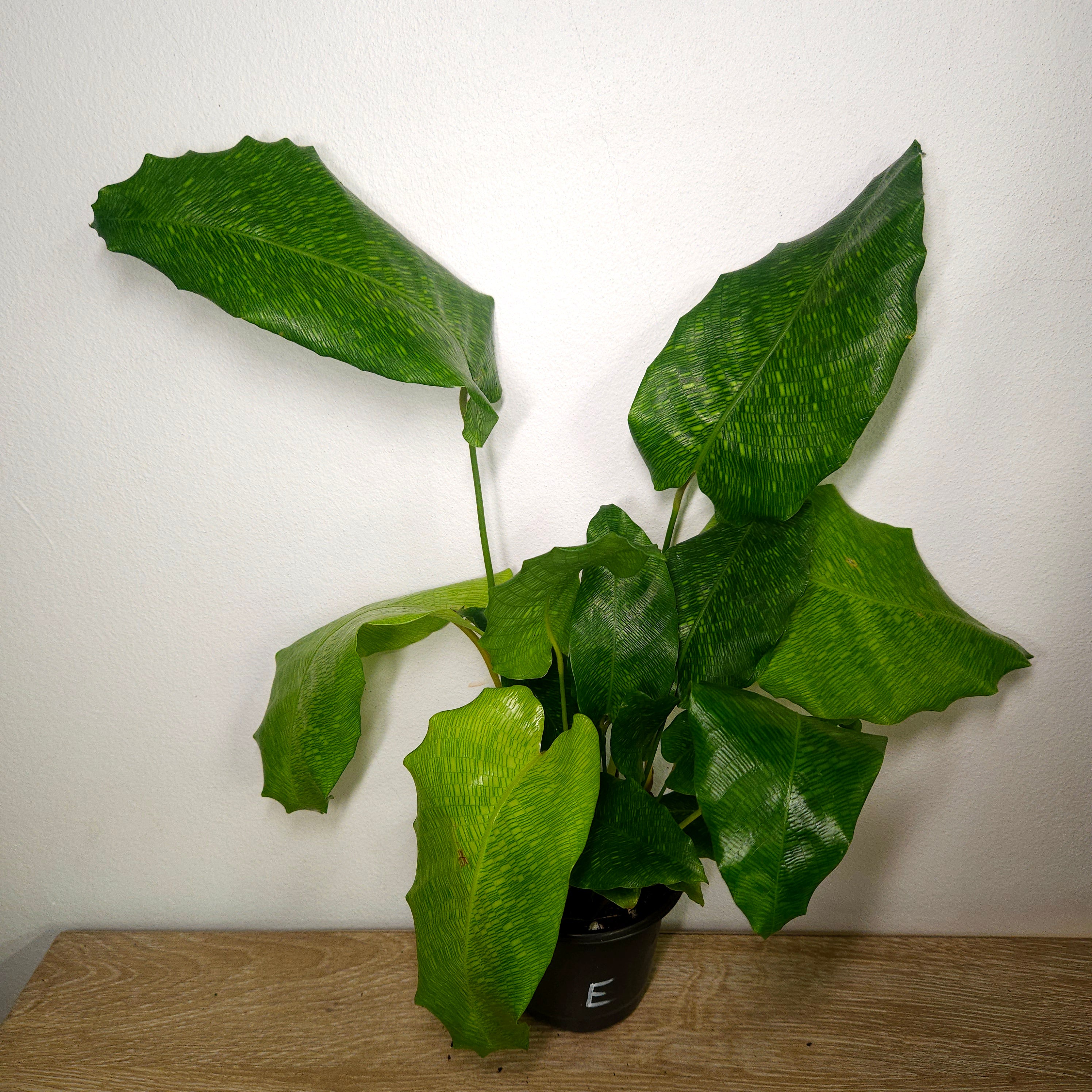 Calathea musaica | Rare Mosaic Foliage Indoor Plant