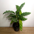 Calathea Freddy | Rare Prayer Plant Indoor Plant
