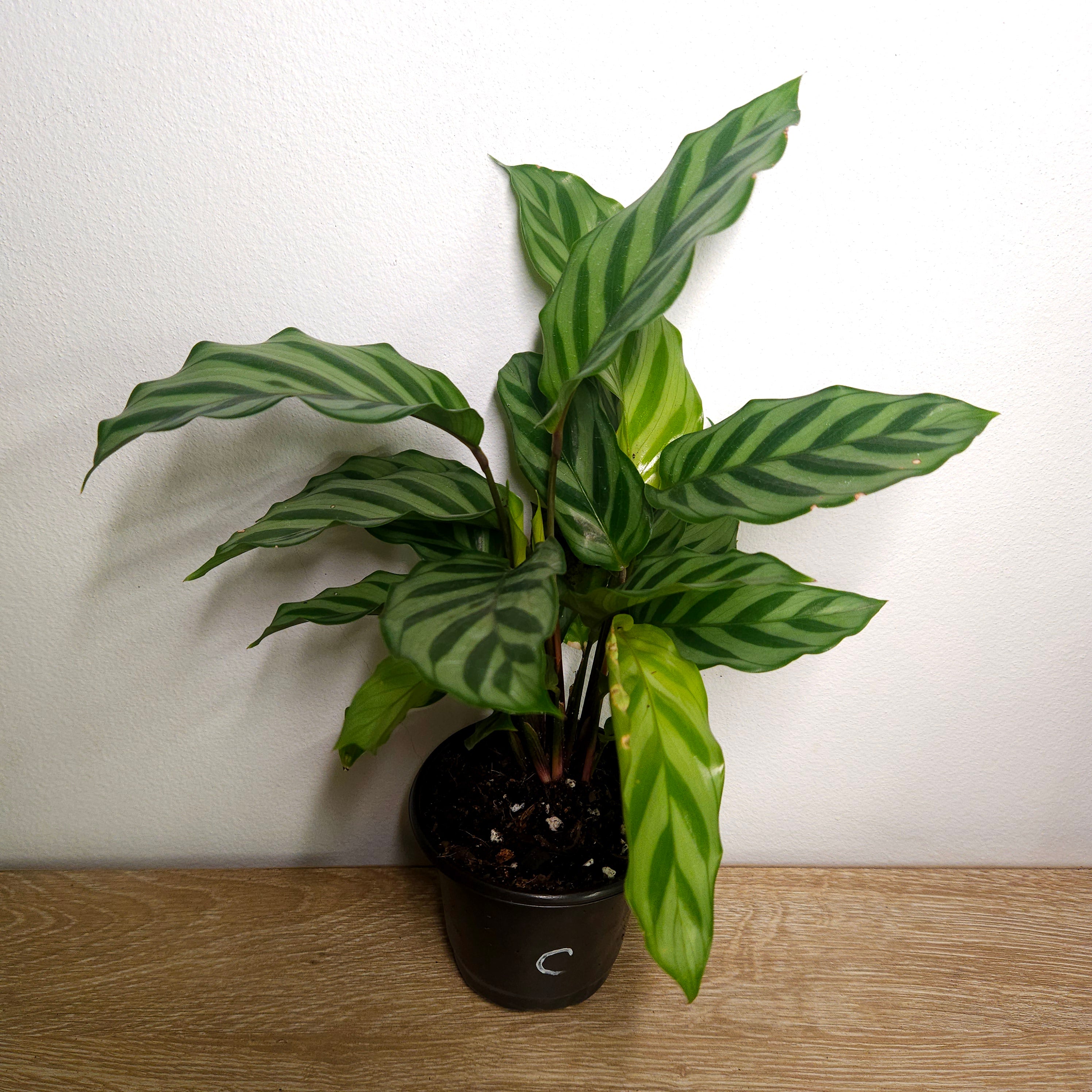 Calathea Freddy | Rare Prayer Plant Indoor Plant