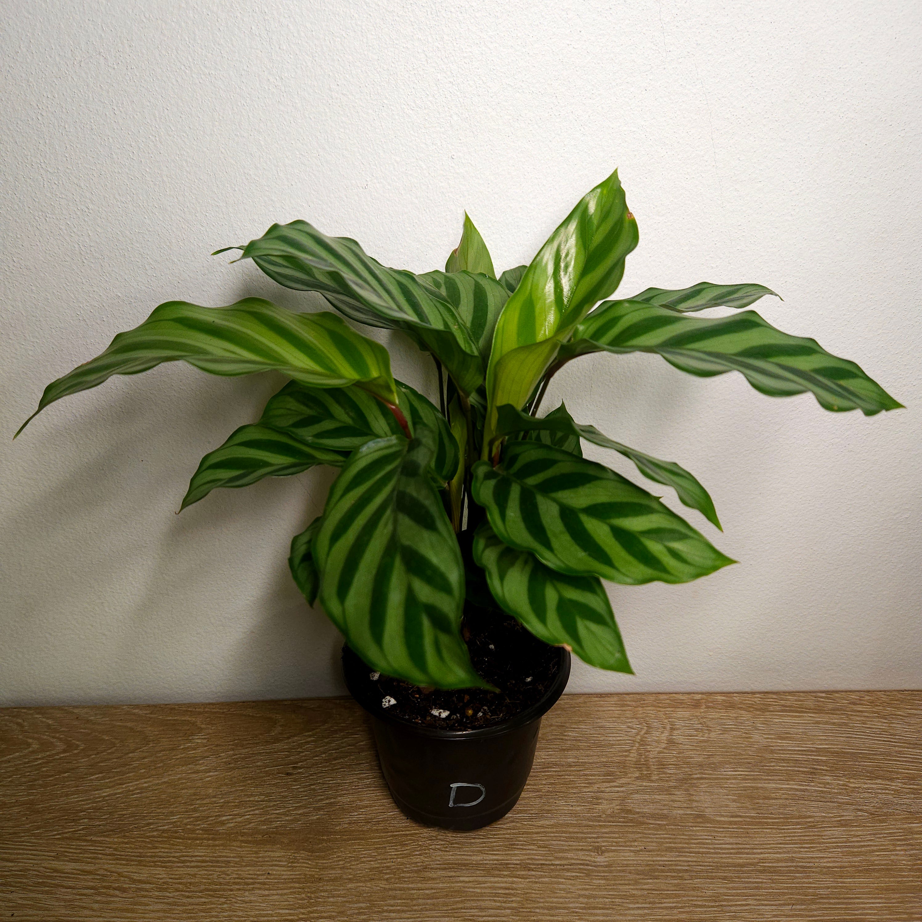 Calathea Freddy | Rare Prayer Plant Indoor Plant