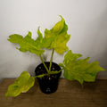 Philodendron 'Warscewiczii Variegated'