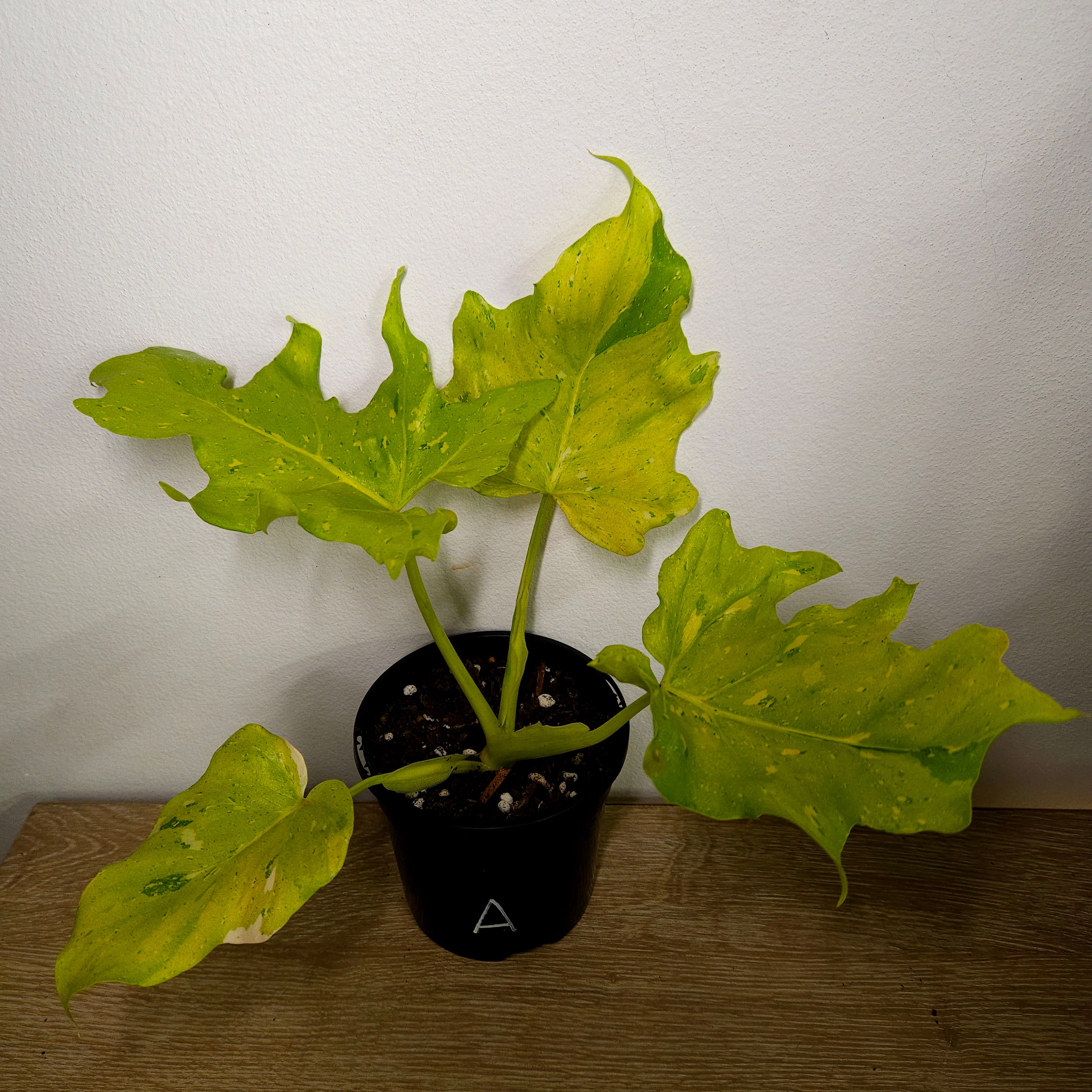 Philodendron 'Warscewiczii Variegated'