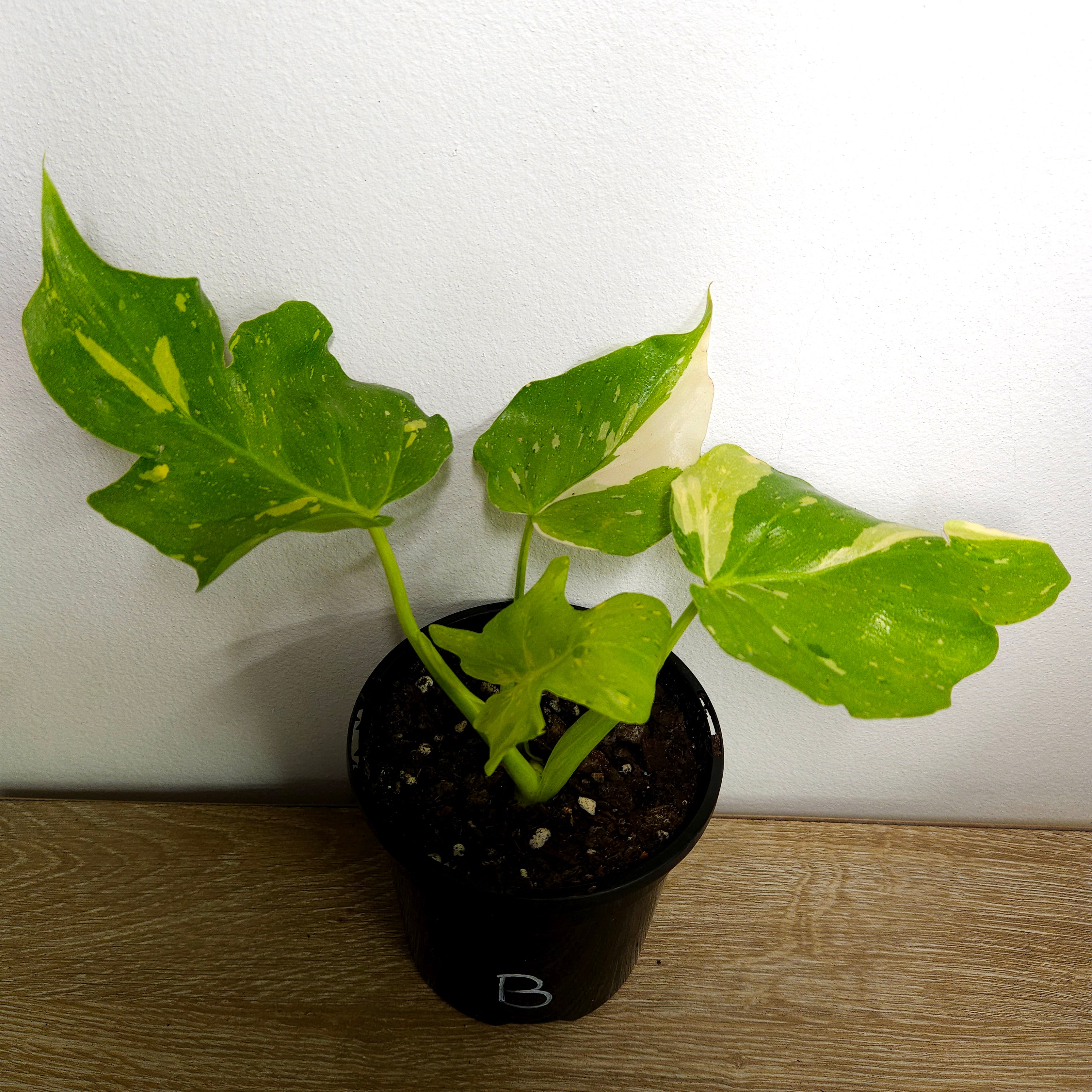Philodendron 'Warscewiczii Variegated'