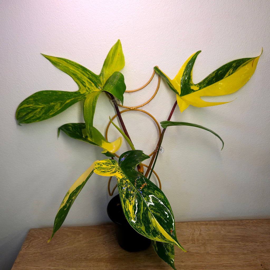 Philodendron Florida Beauty High Variegation