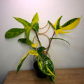 Philodendron Florida Beauty High Variegation