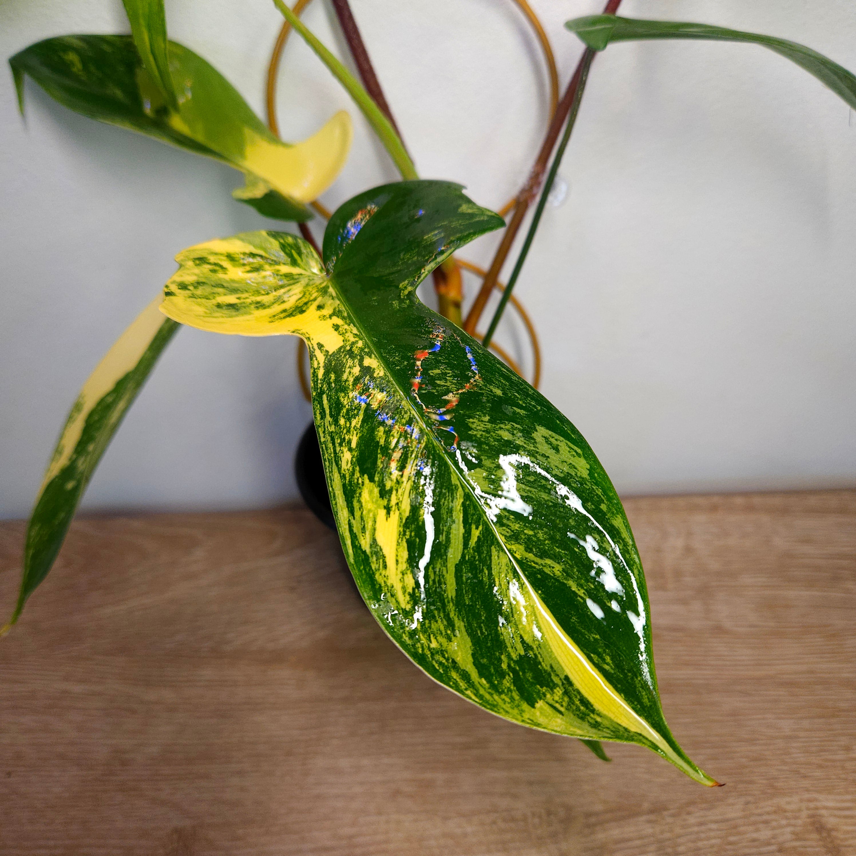 Philodendron Florida Beauty High Variegation
