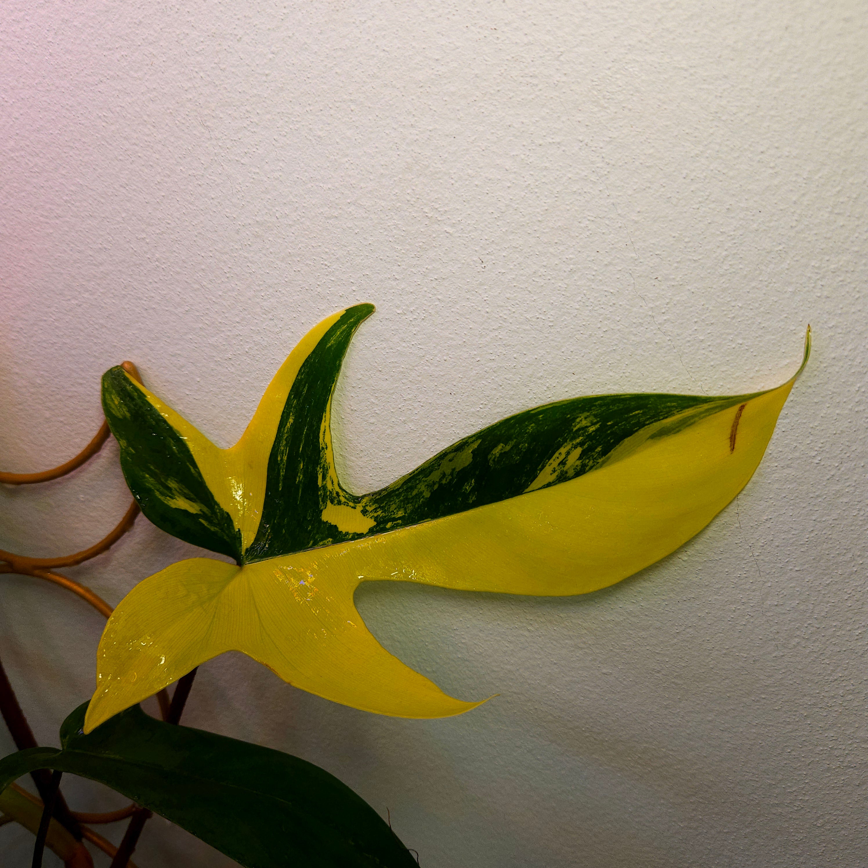 Philodendron Florida Beauty High Variegation
