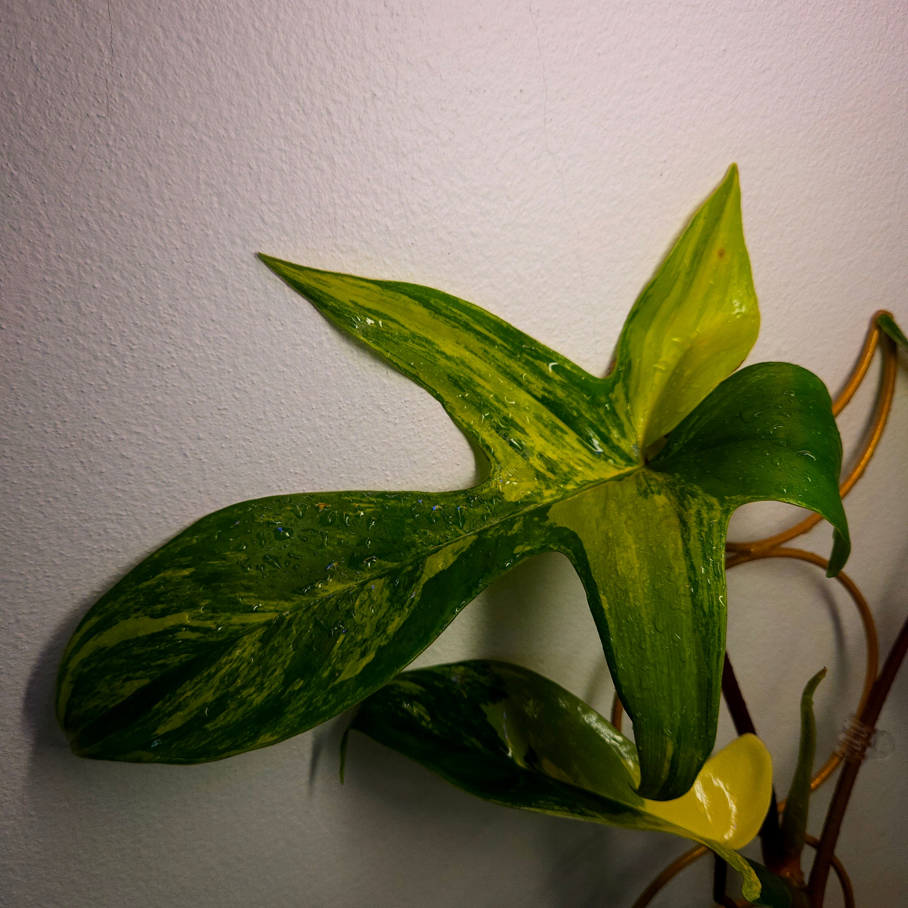 Philodendron Florida Beauty High Variegation