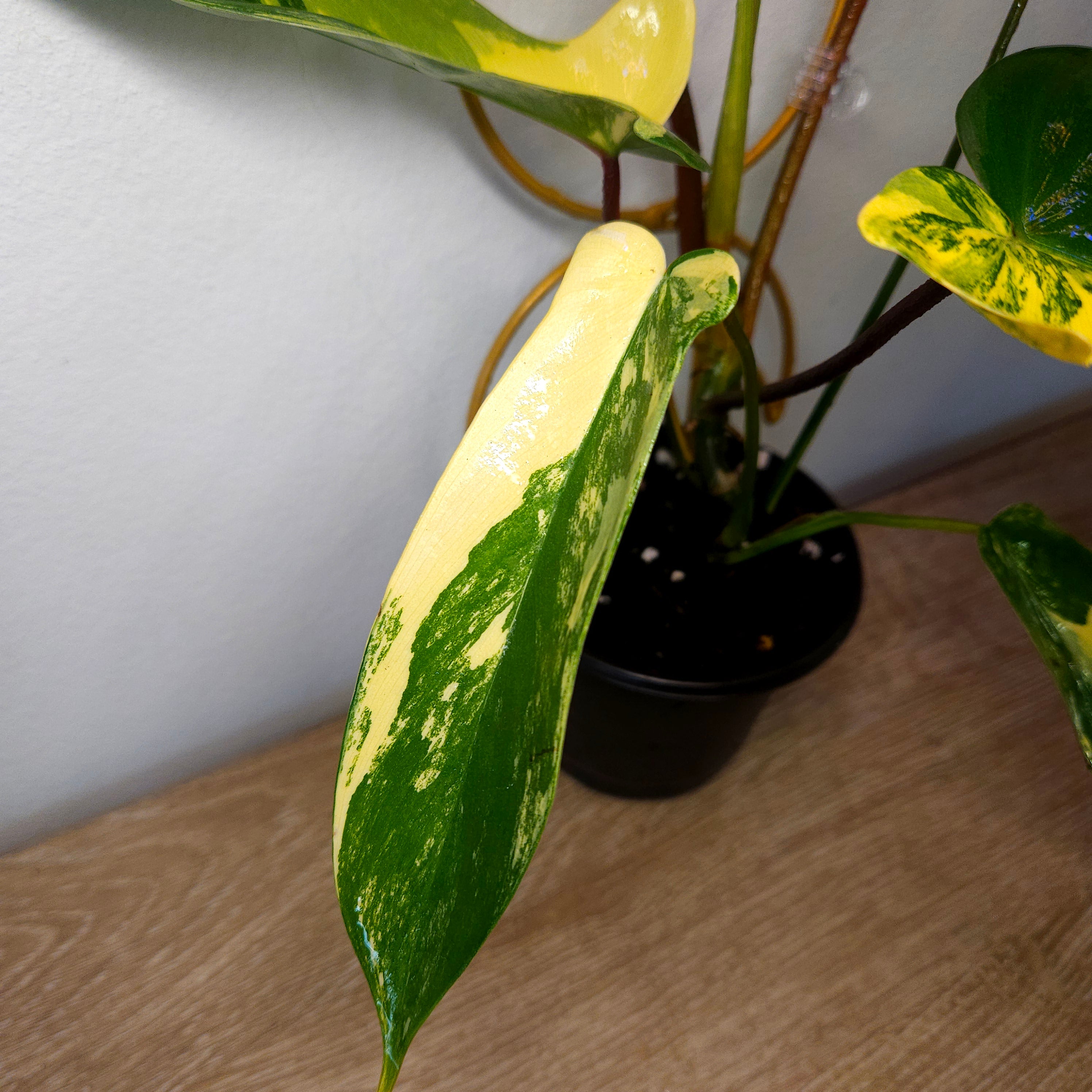 Philodendron Florida Beauty High Variegation