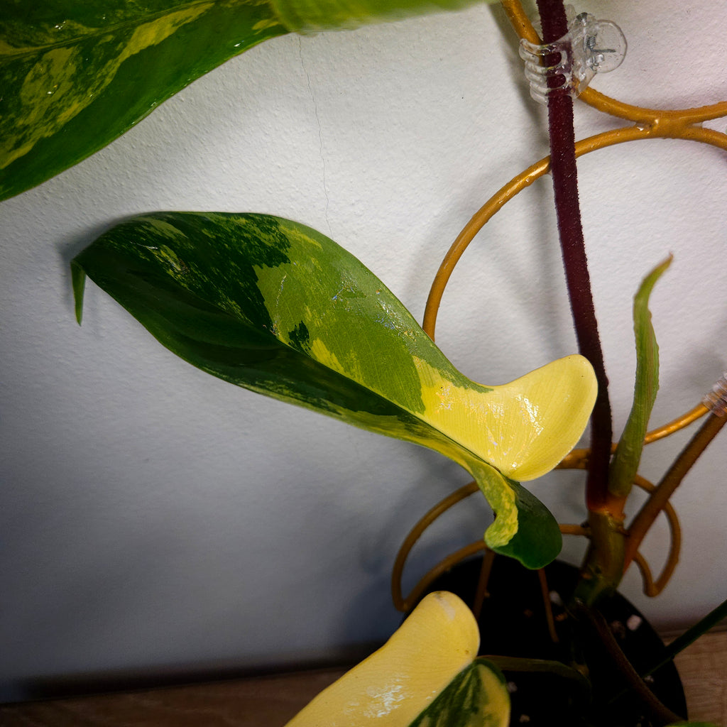 Philodendron Florida Beauty High Variegation