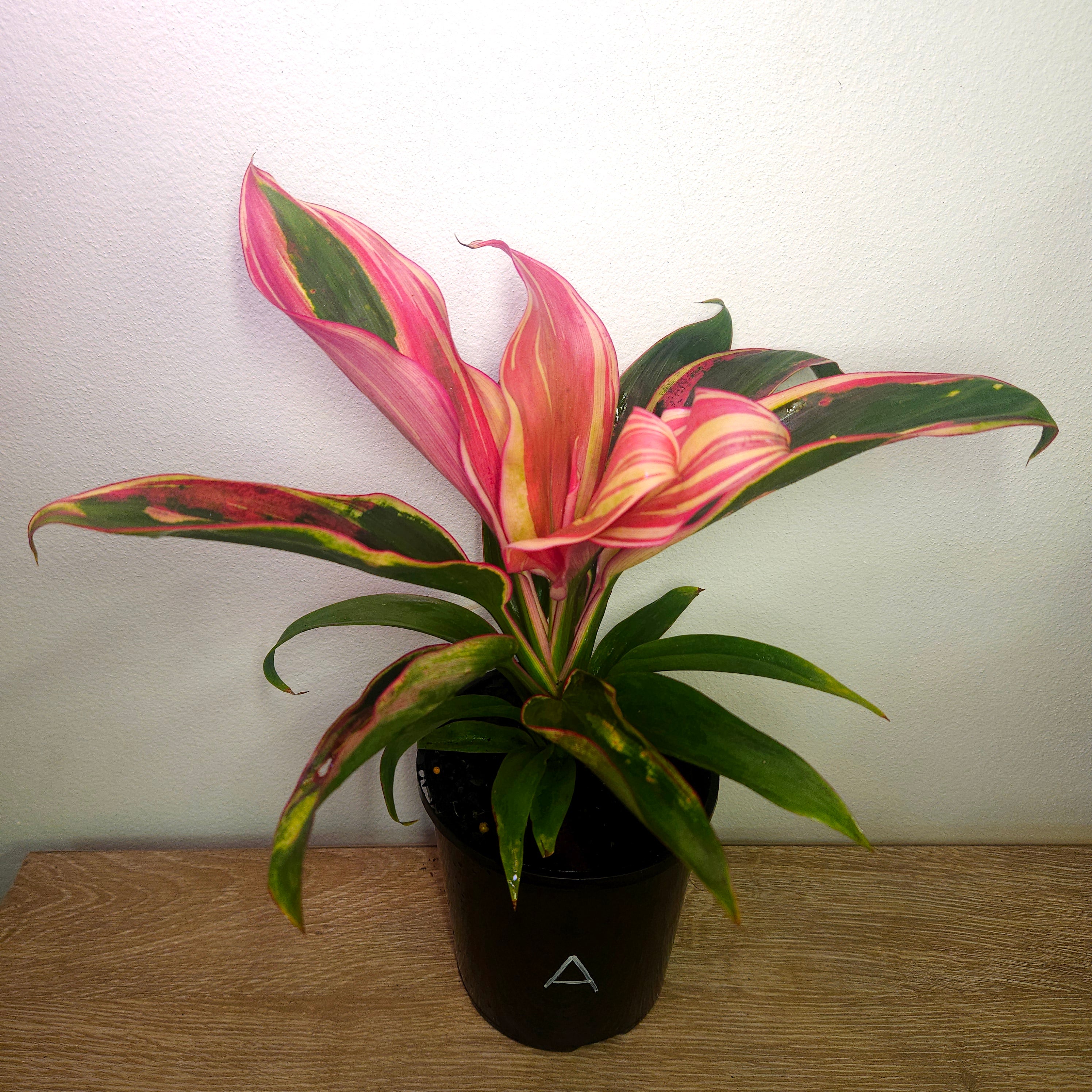 Cordyline ‘Burlesque’ – Vibrant Tropical Foliage Plant