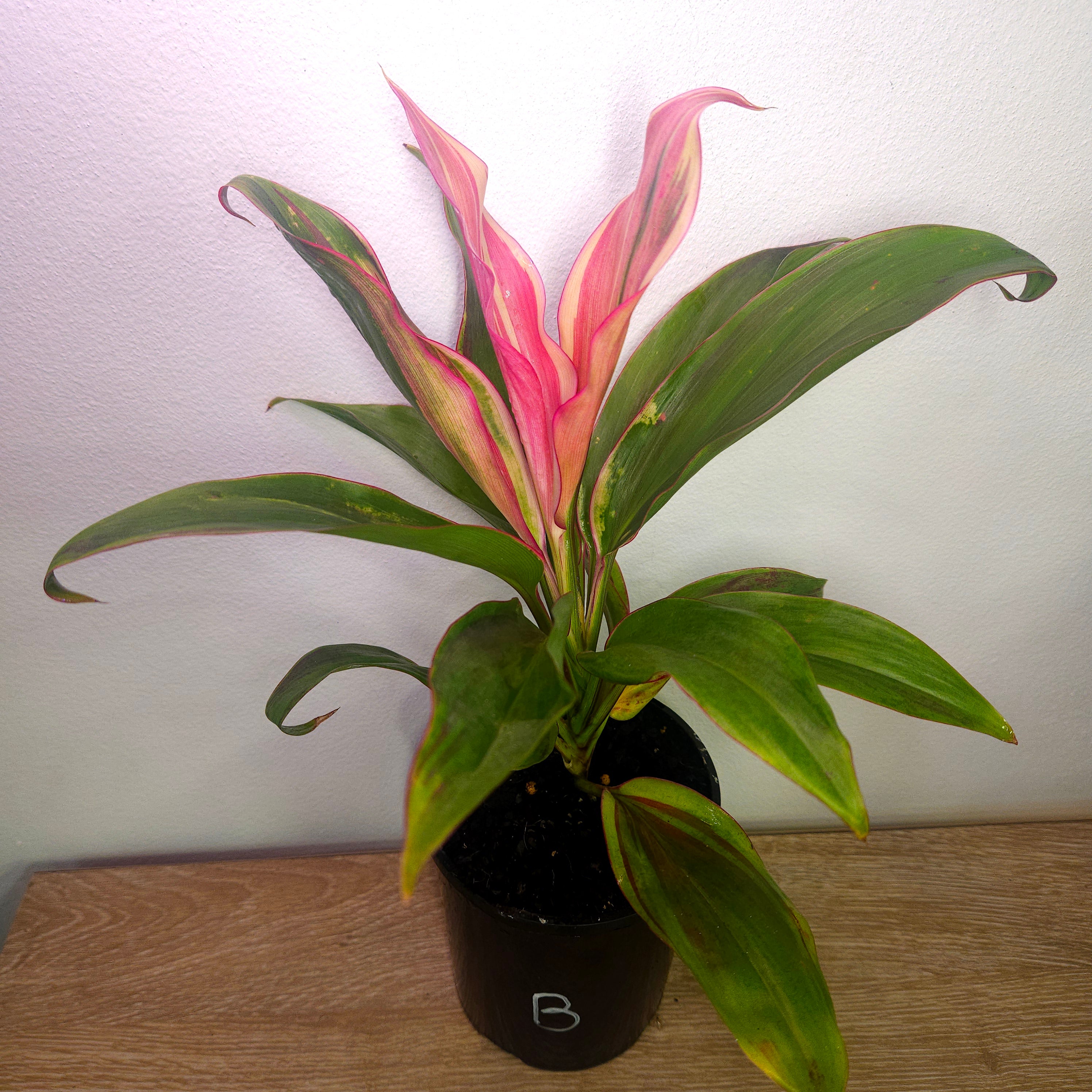 Cordyline ‘Burlesque’ – Vibrant Tropical Foliage Plant