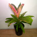 Cordyline ‘Burlesque’ – Vibrant Tropical Foliage Plant