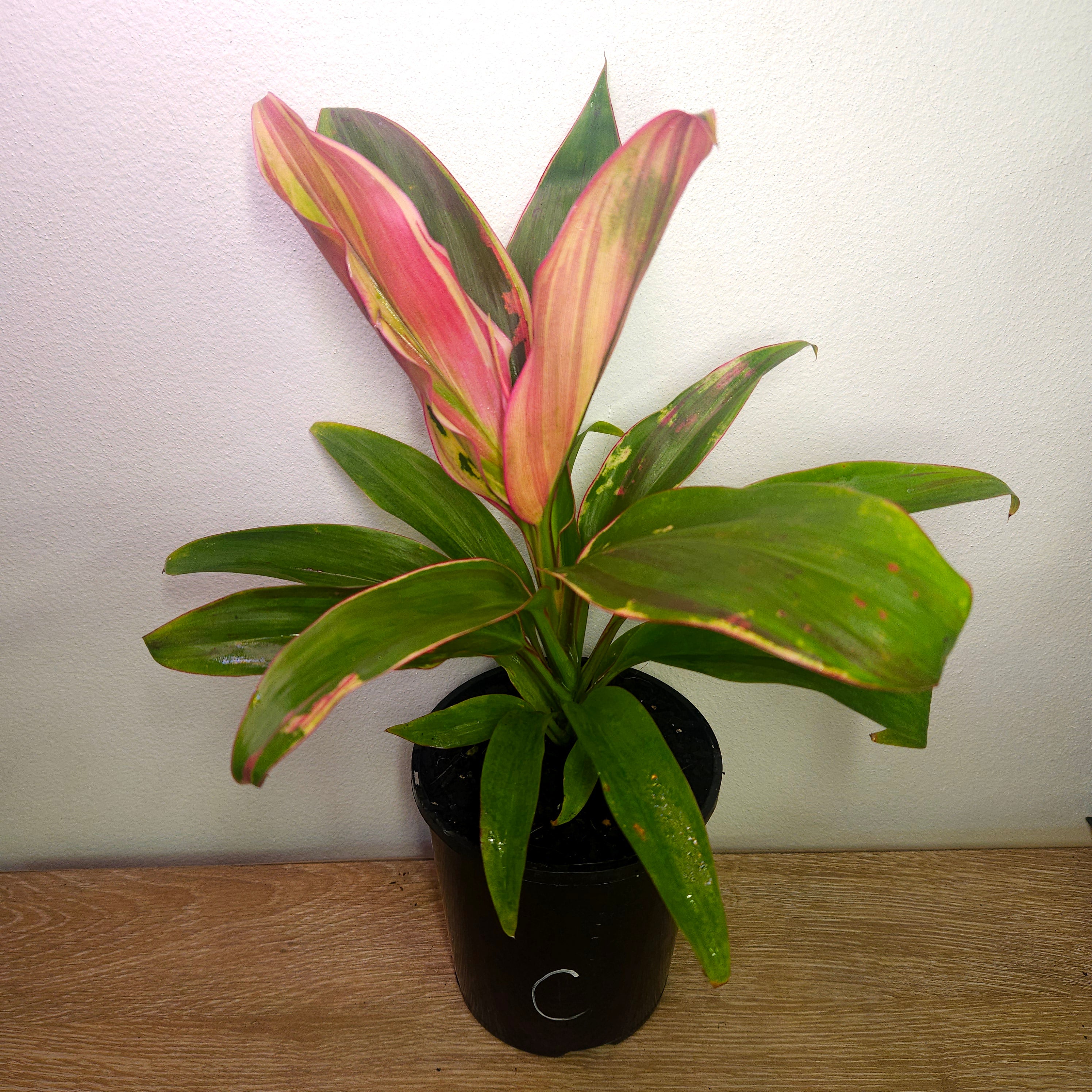 Cordyline ‘Burlesque’ – Vibrant Tropical Foliage Plant