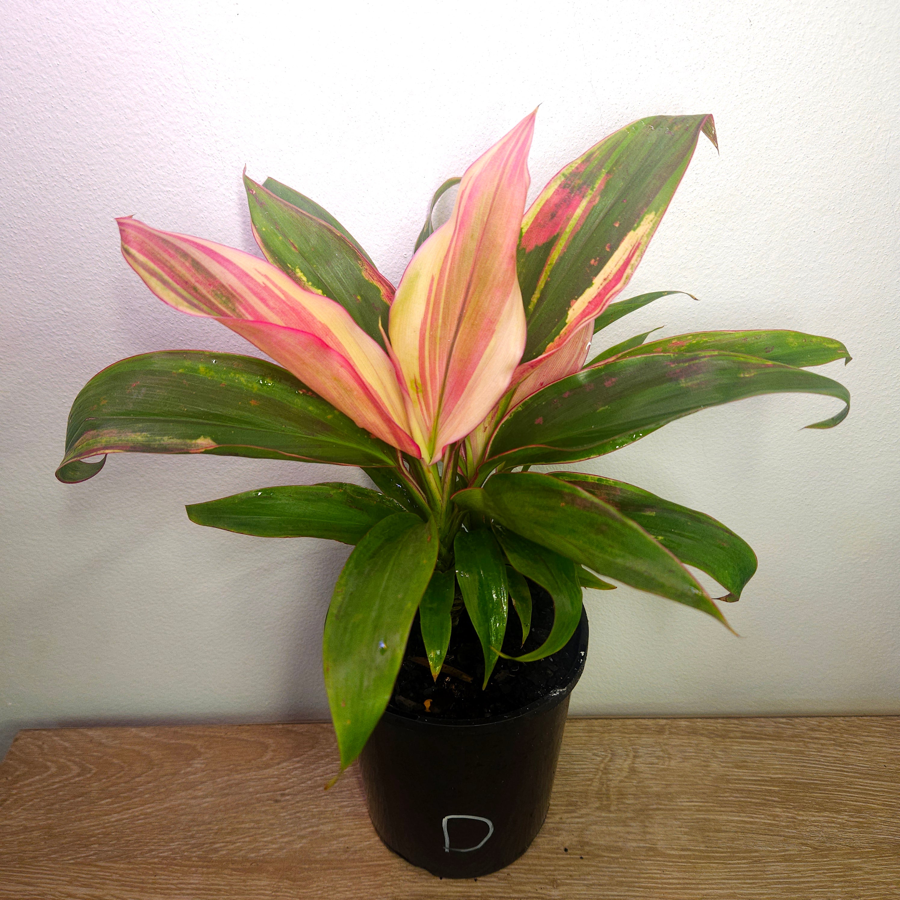 Cordyline ‘Burlesque’ – Vibrant Tropical Foliage Plant
