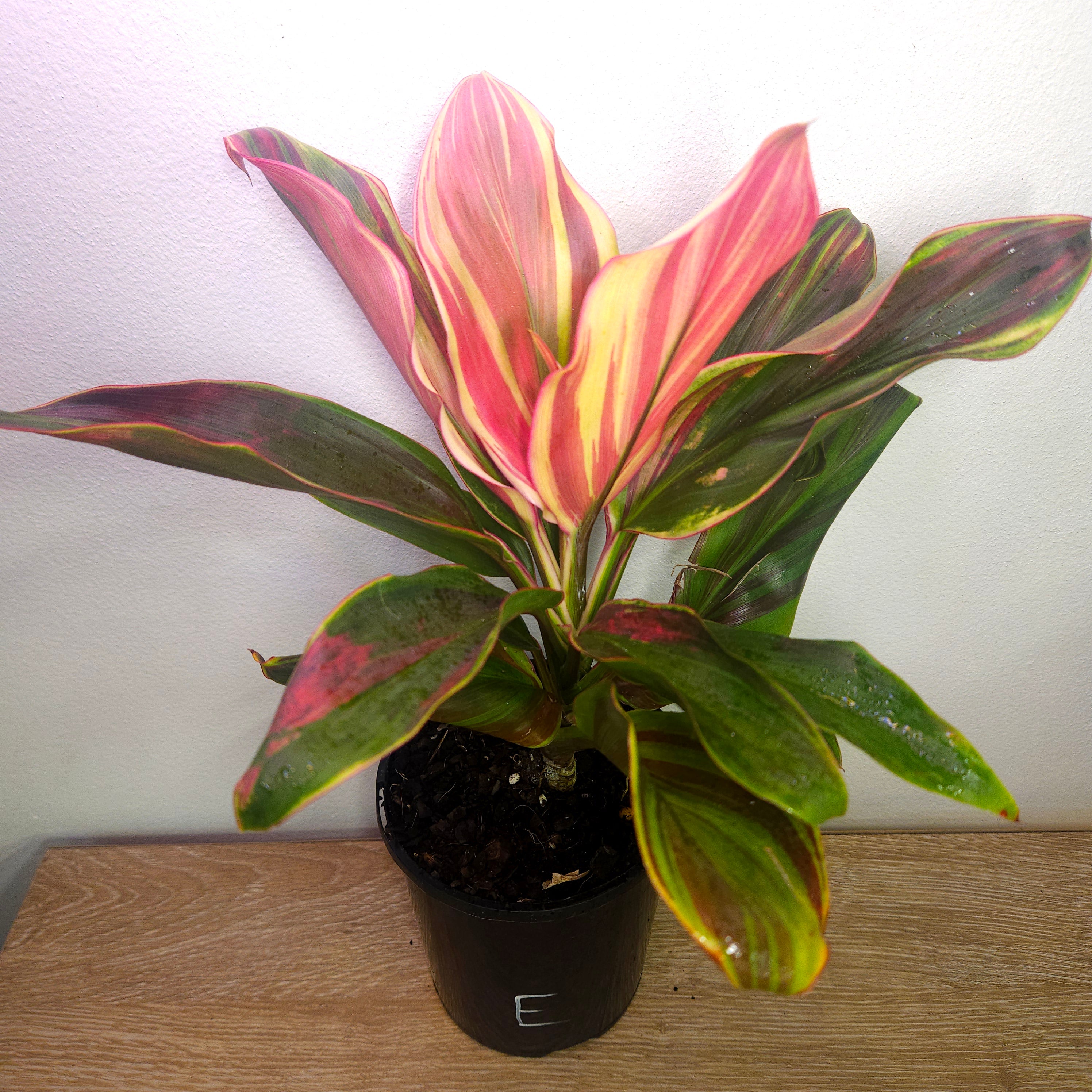 Cordyline ‘Burlesque’ – Vibrant Tropical Foliage Plant
