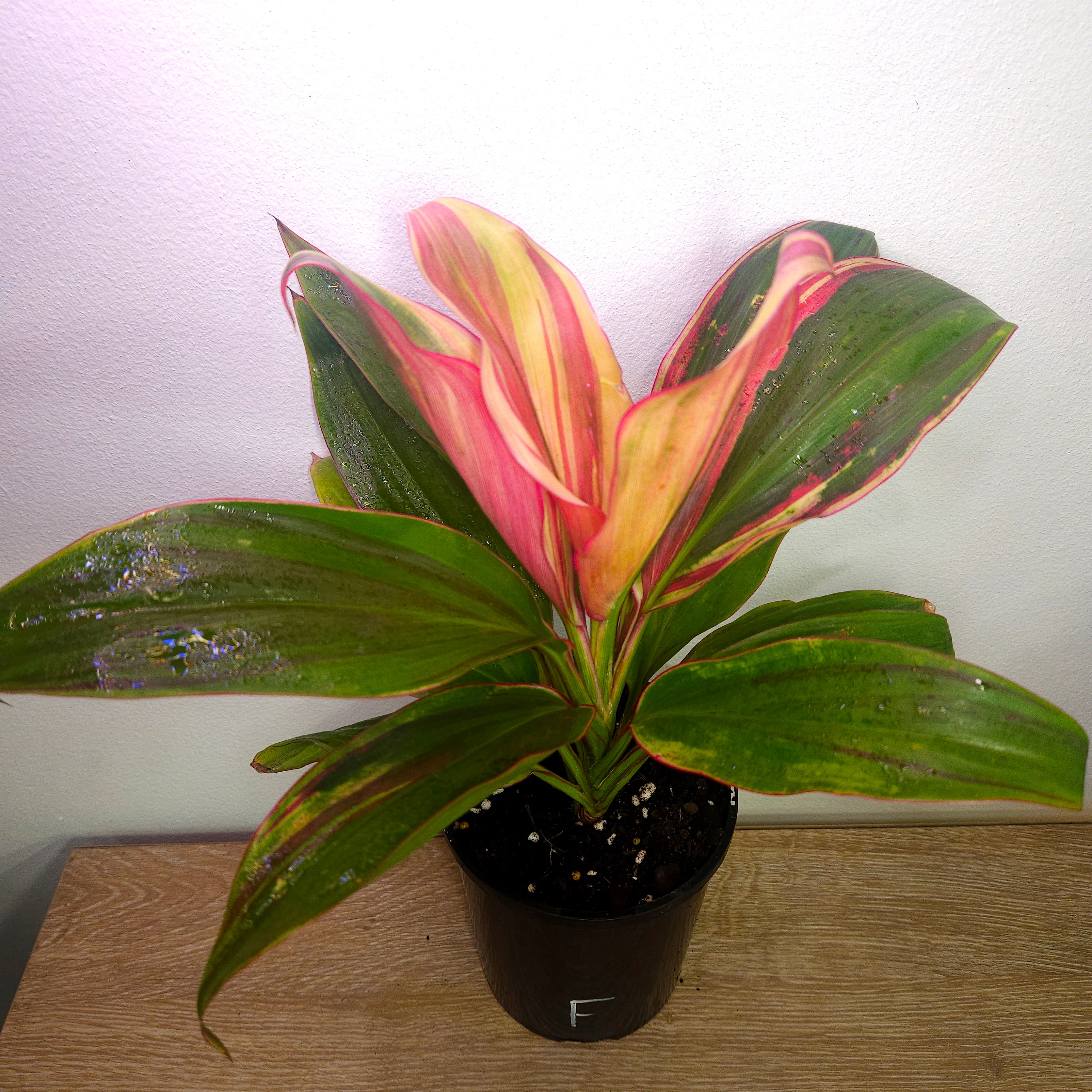 Cordyline ‘Burlesque’ – Vibrant Tropical Foliage Plant