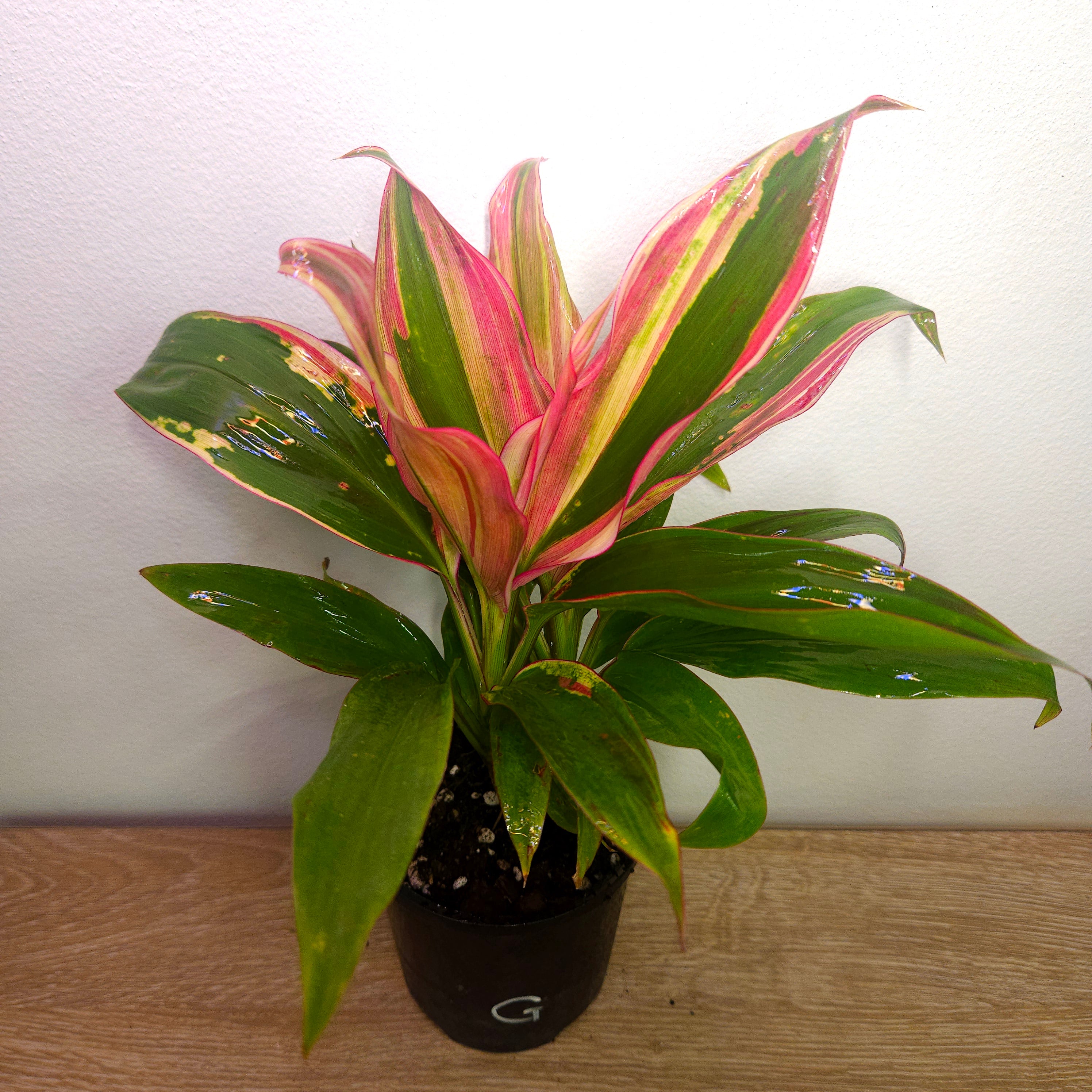 Cordyline ‘Burlesque’ – Vibrant Tropical Foliage Plant