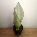 Sansevieria trifasciata Moonshine
