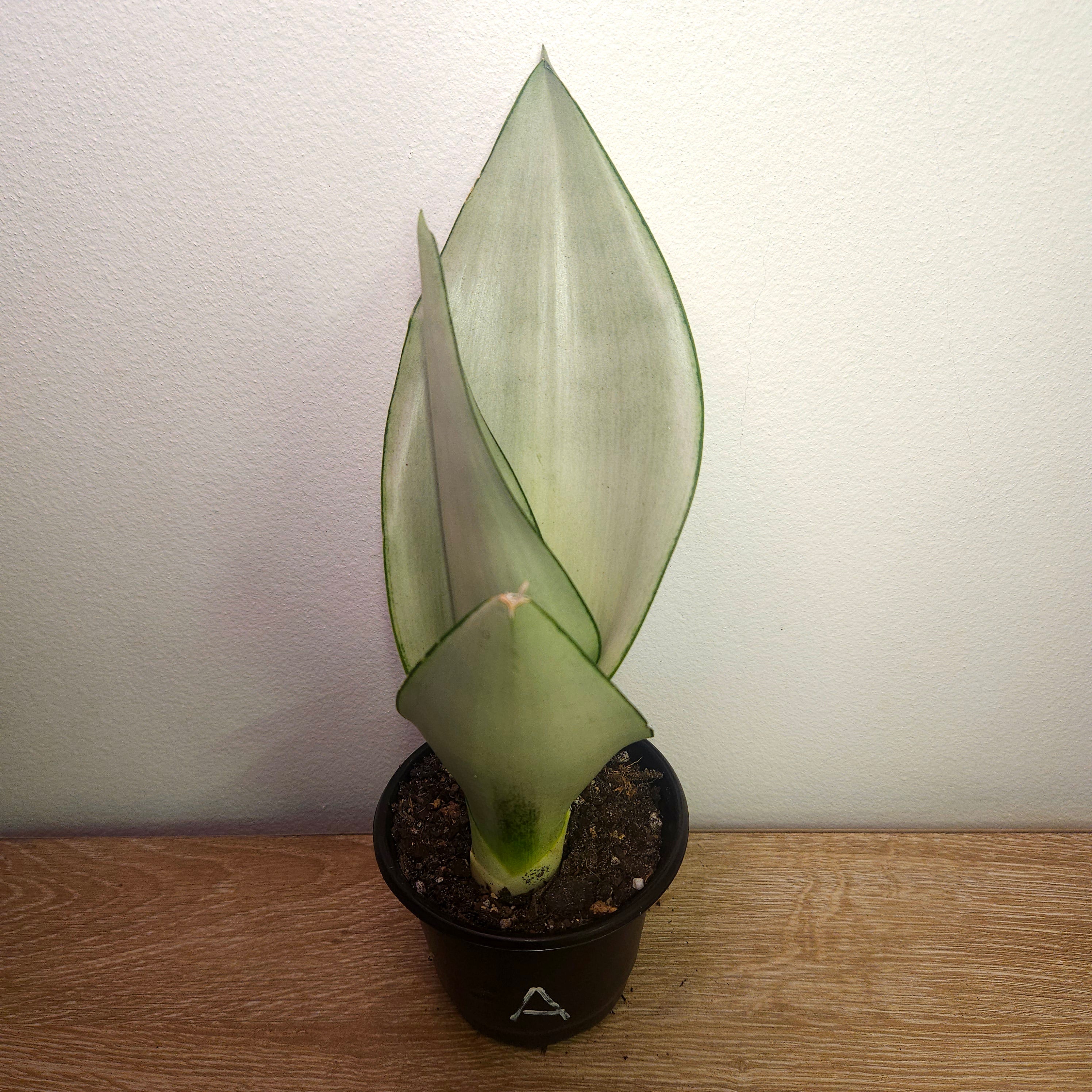 Sansevieria trifasciata Moonshine